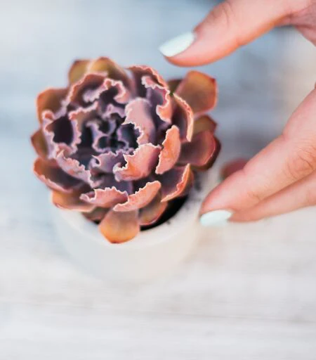 Meditative Terrarium DIY Kit - Image 3
