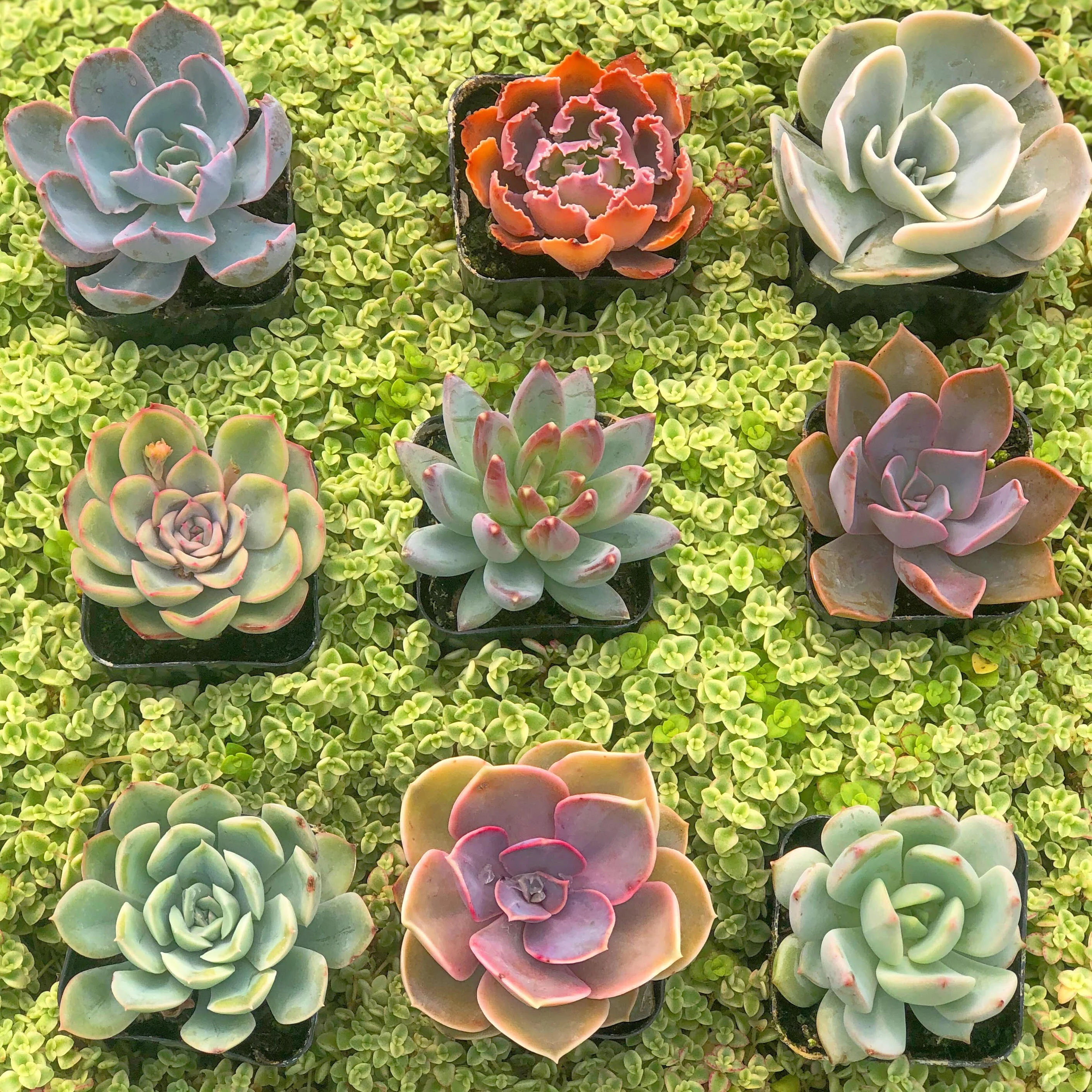 Mini Succulents (2in pots) - Image 4
