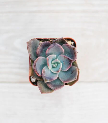 Mini Succulents (2in pots) - Image 5