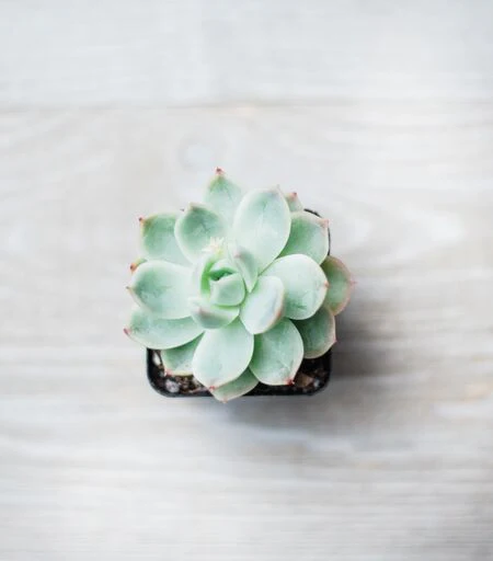 Mini Succulents (2in pots) - Image 7