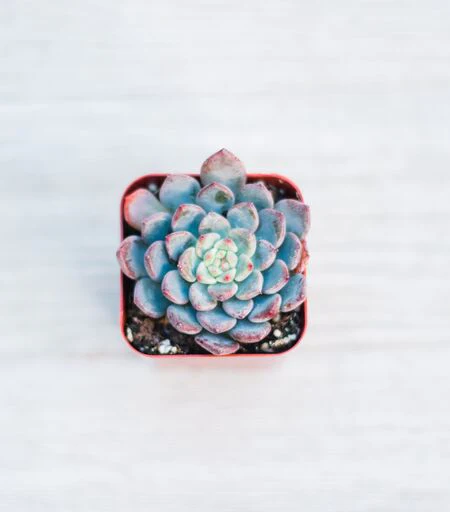 Mini Succulents (2in pots) - Image 8