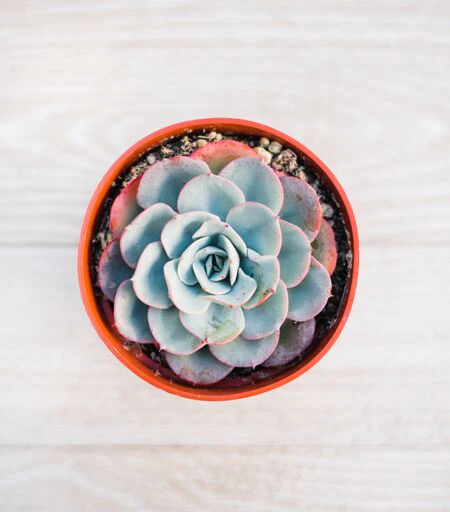 Mixed Succulent Flat: 20 (4in) Succulents - Image 6