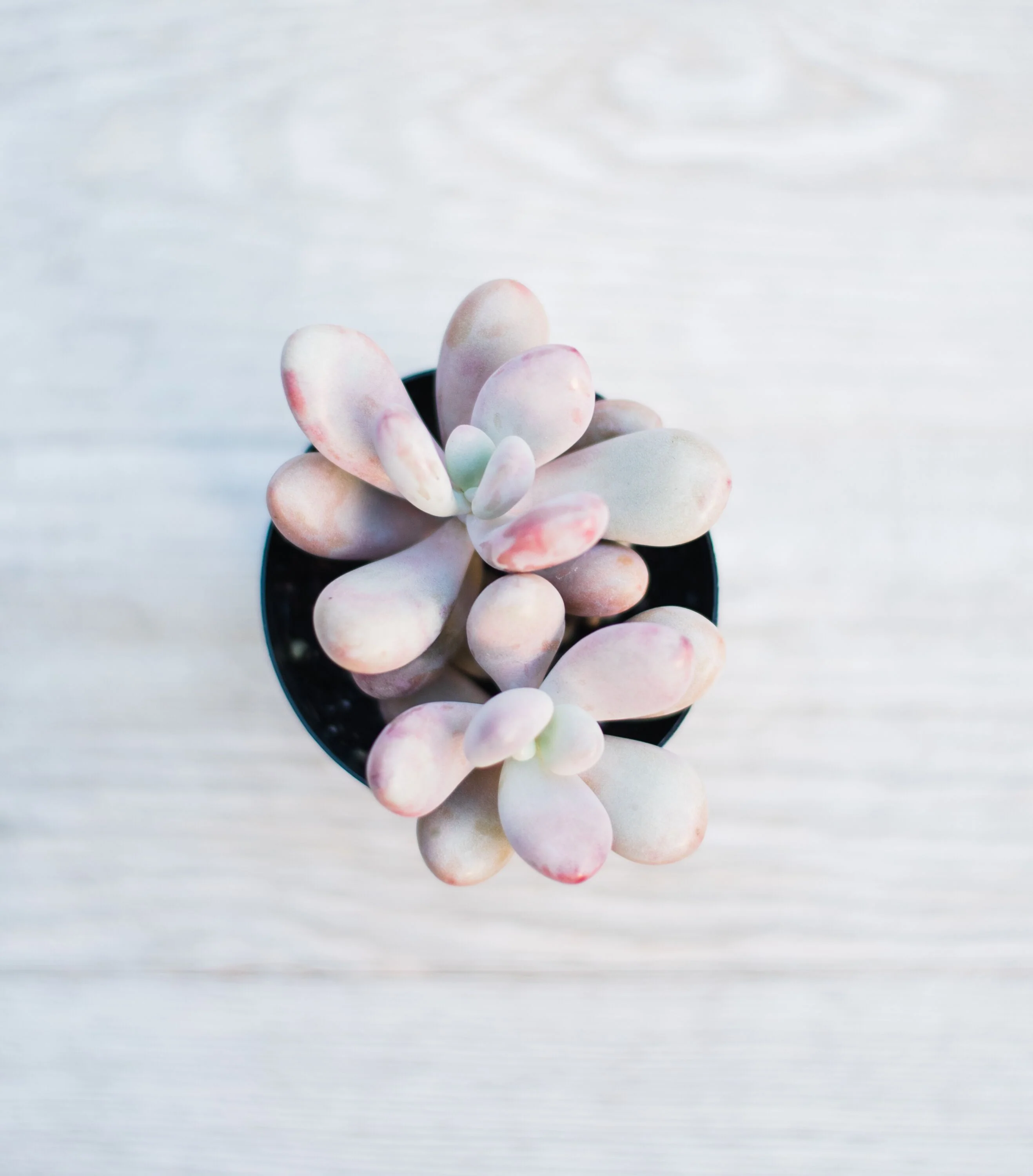 Mixed Succulent Flat: 64 (2in) Succulents - Image 10