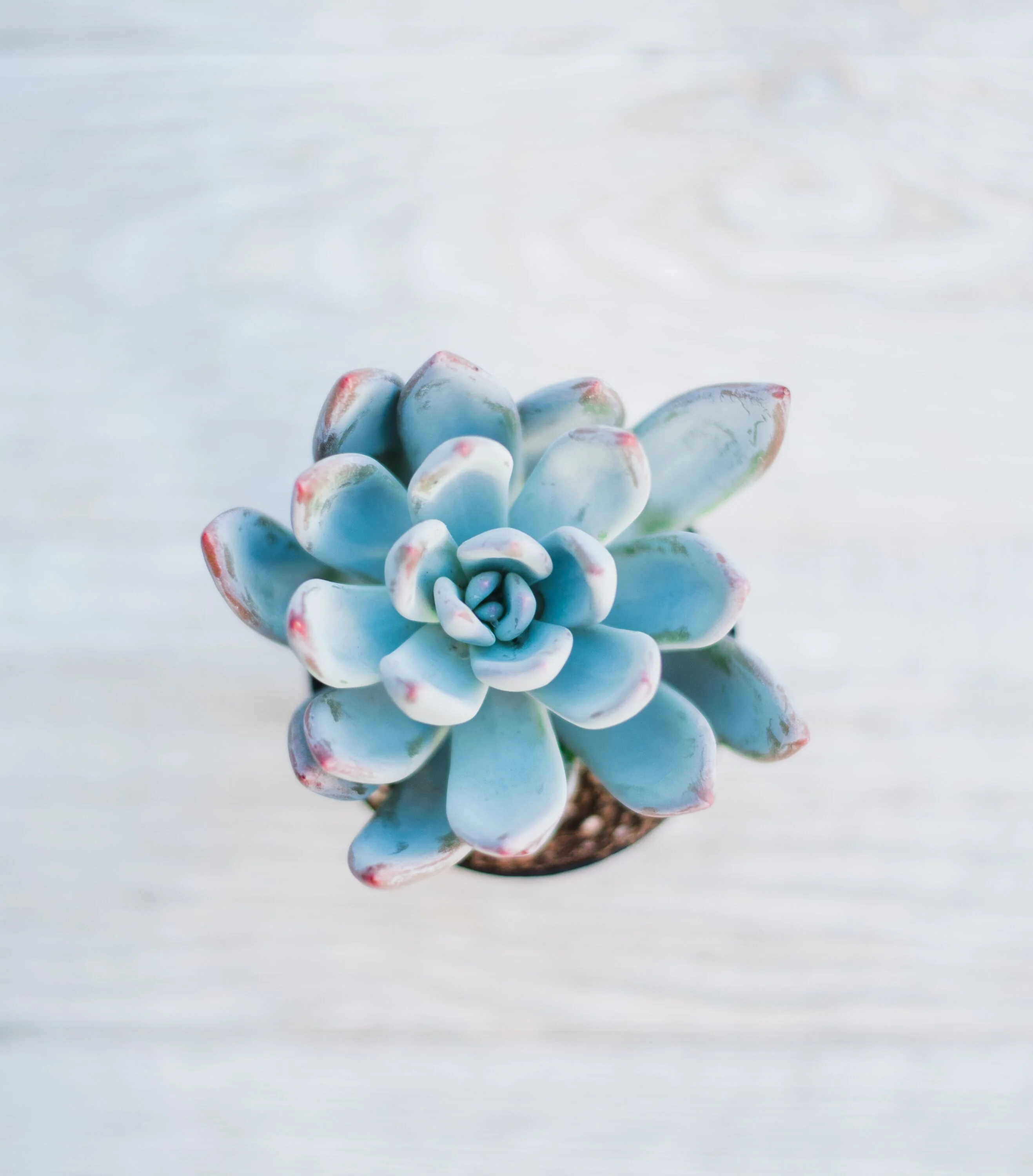 Mixed Succulent Flat: 64 (2in) Succulents - Image 11