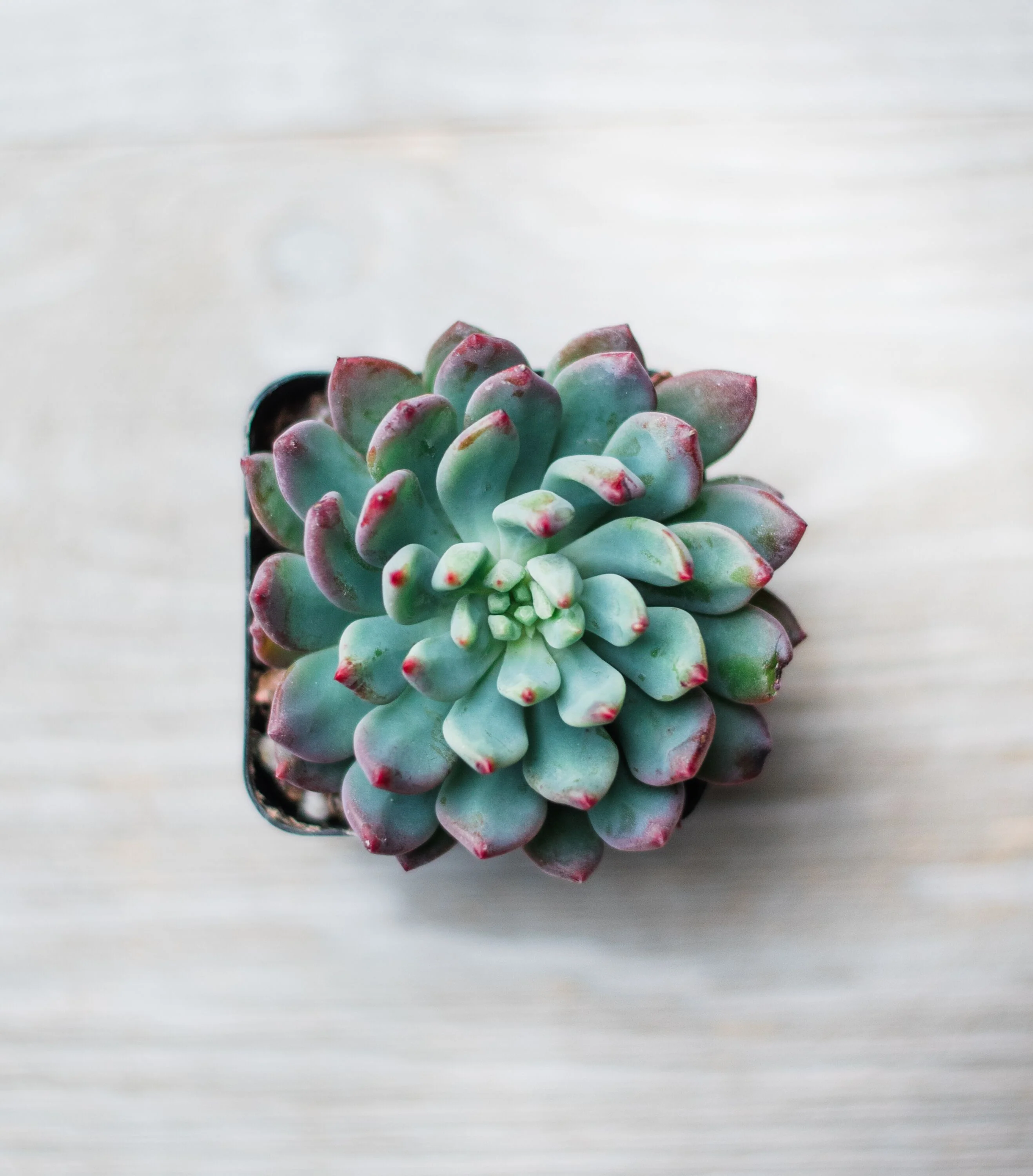 Mixed Succulent Flat: 64 (2in) Succulents - Image 12