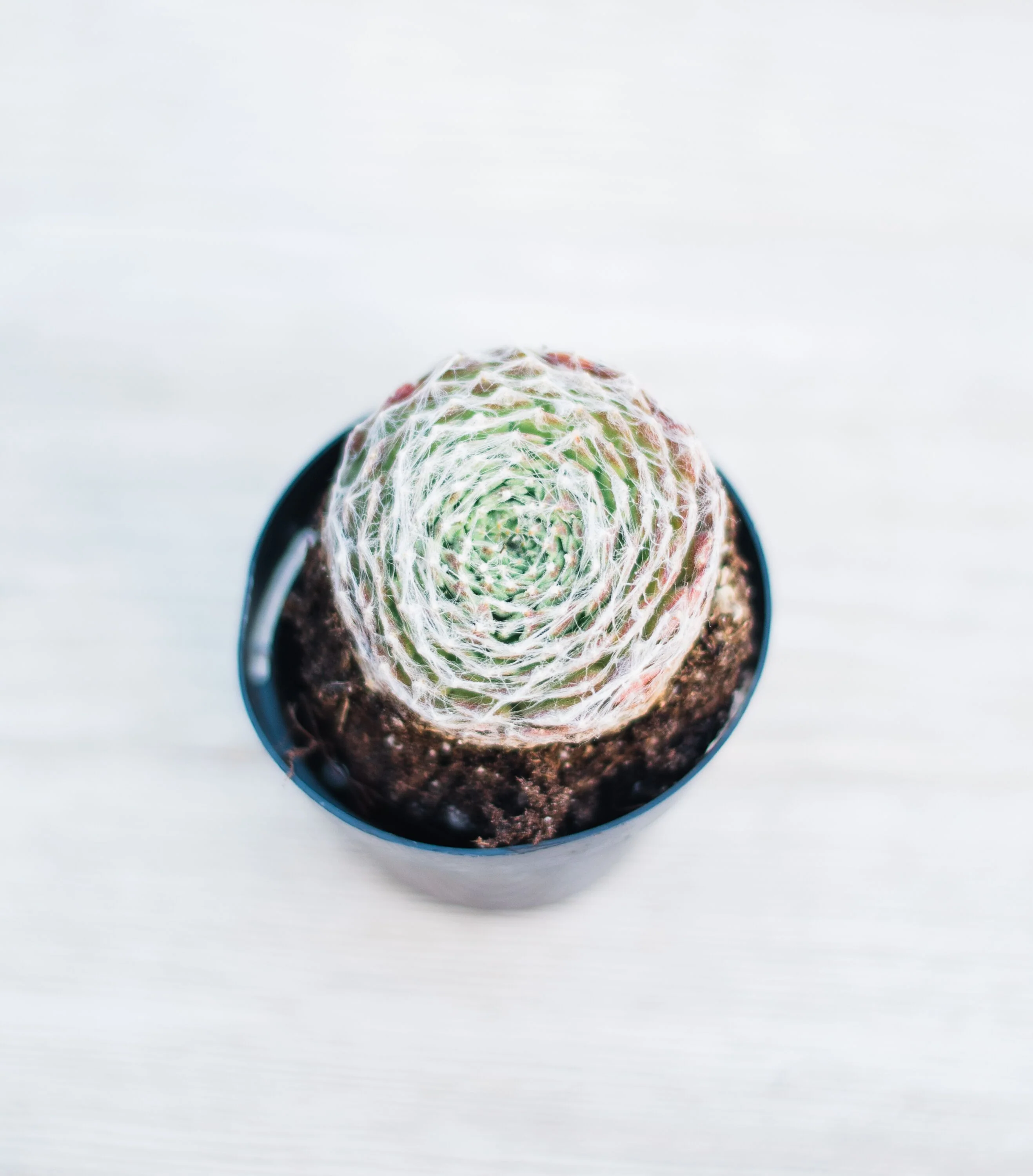 Mixed Succulent Flat: 64 (2in) Succulents - Image 13