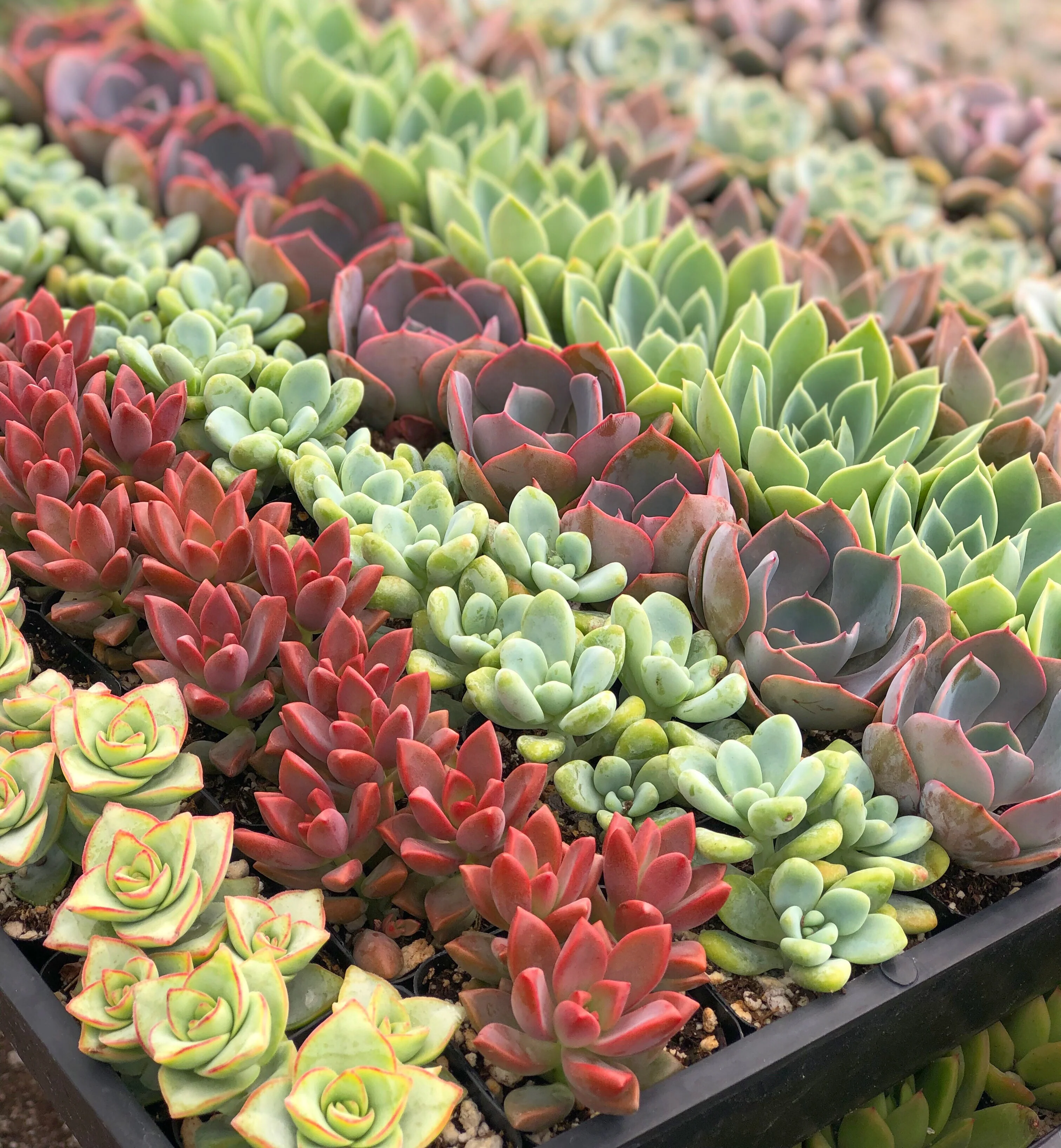 Mixed Succulent Flat: 64 (2in) Succulents - Image 3