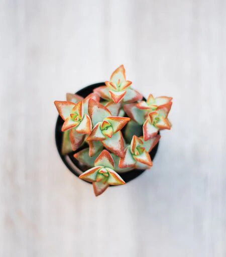 Mixed Succulent Flat: 64 (2in) Succulents - Image 4