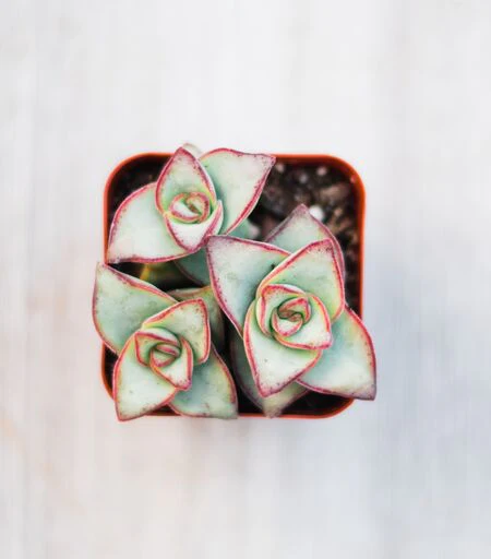 Mixed Succulent Flat: 64 (2in) Succulents - Image 5