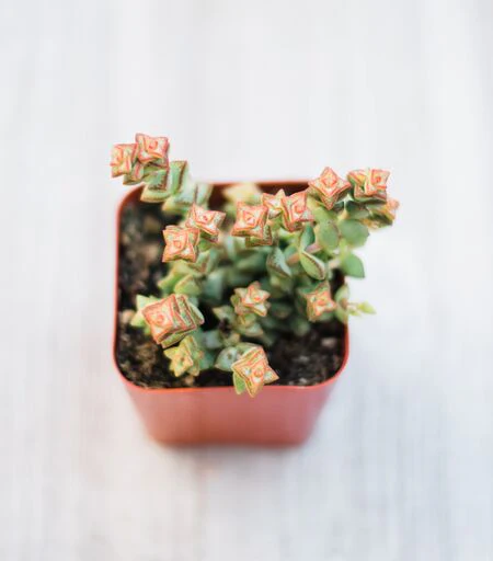 Mixed Succulent Flat: 64 (2in) Succulents - Image 6