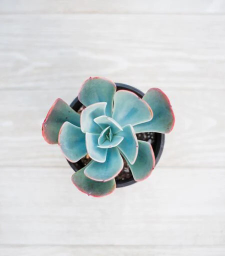 Mixed Succulent Flat: 64 (2in) Succulents - Image 7