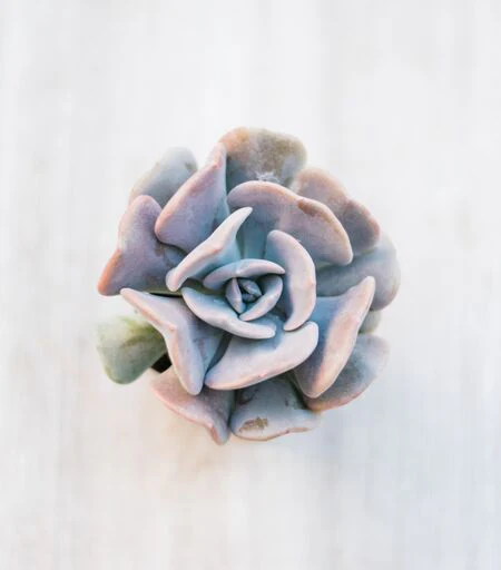 Mixed Succulent Flat: 64 (2in) Succulents - Image 8