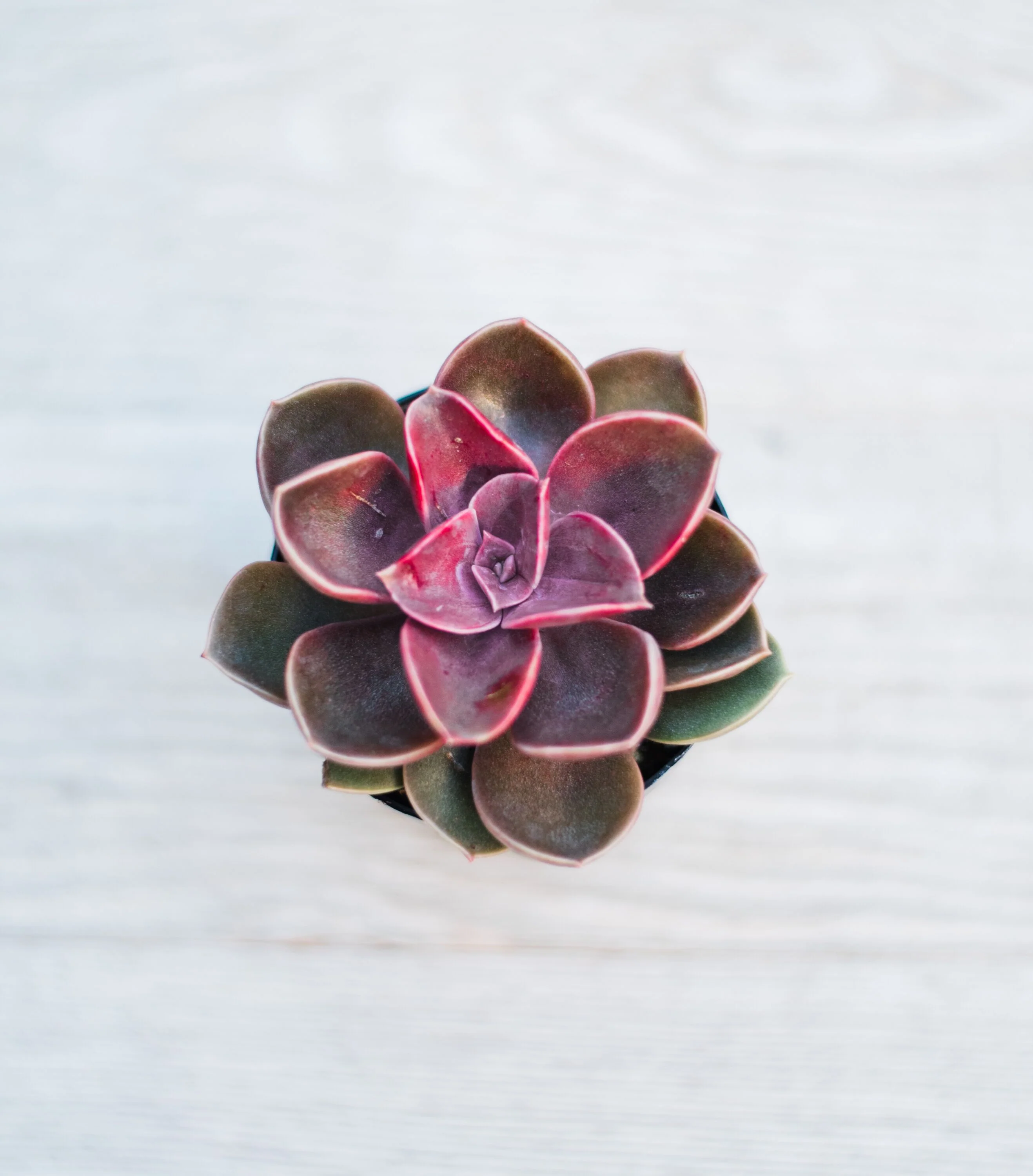 Mixed Succulent Flat: 64 (2in) Succulents - Image 9