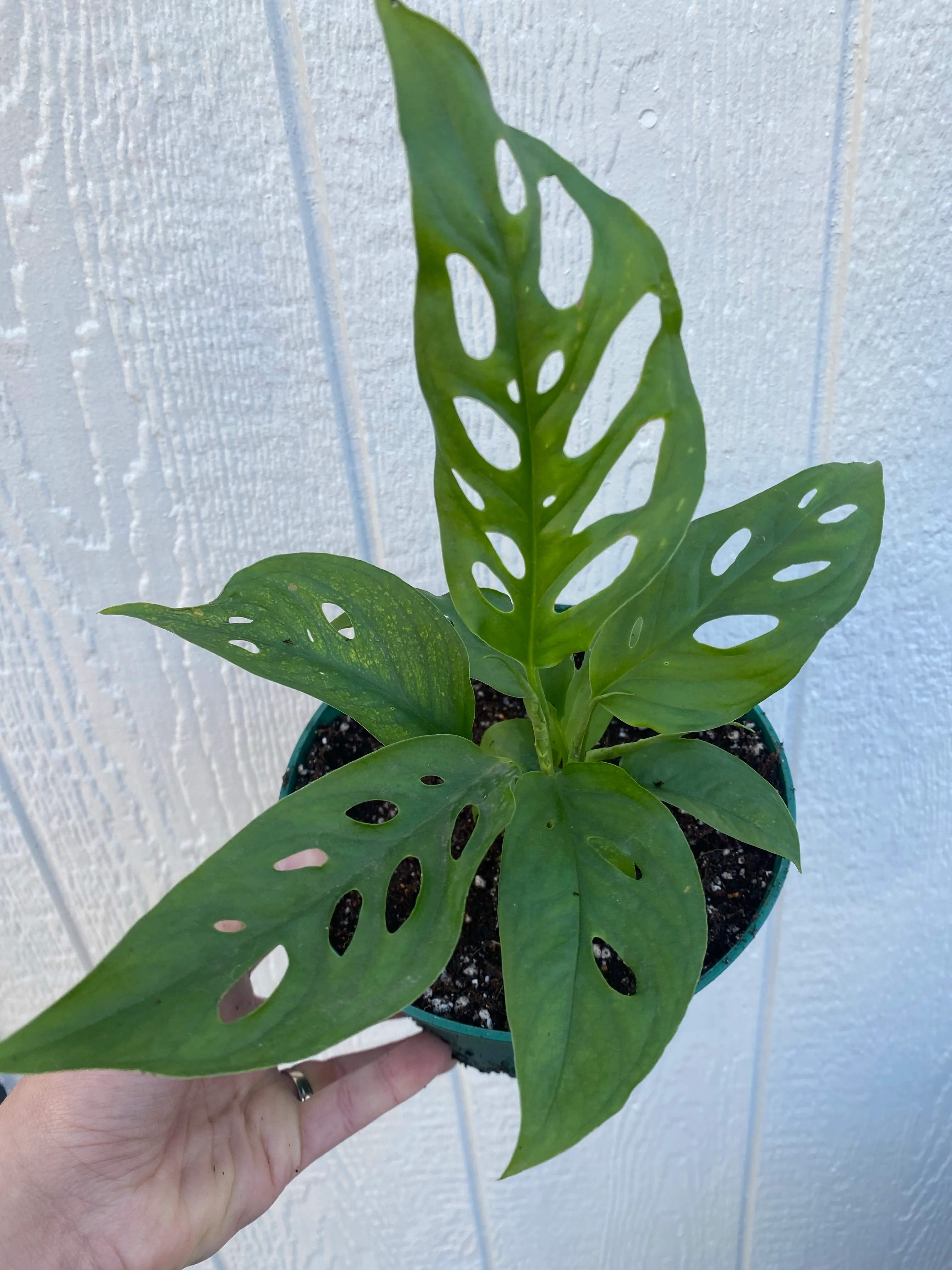 Monstera Adansonii - Swiss Cheese Plant - Image 4