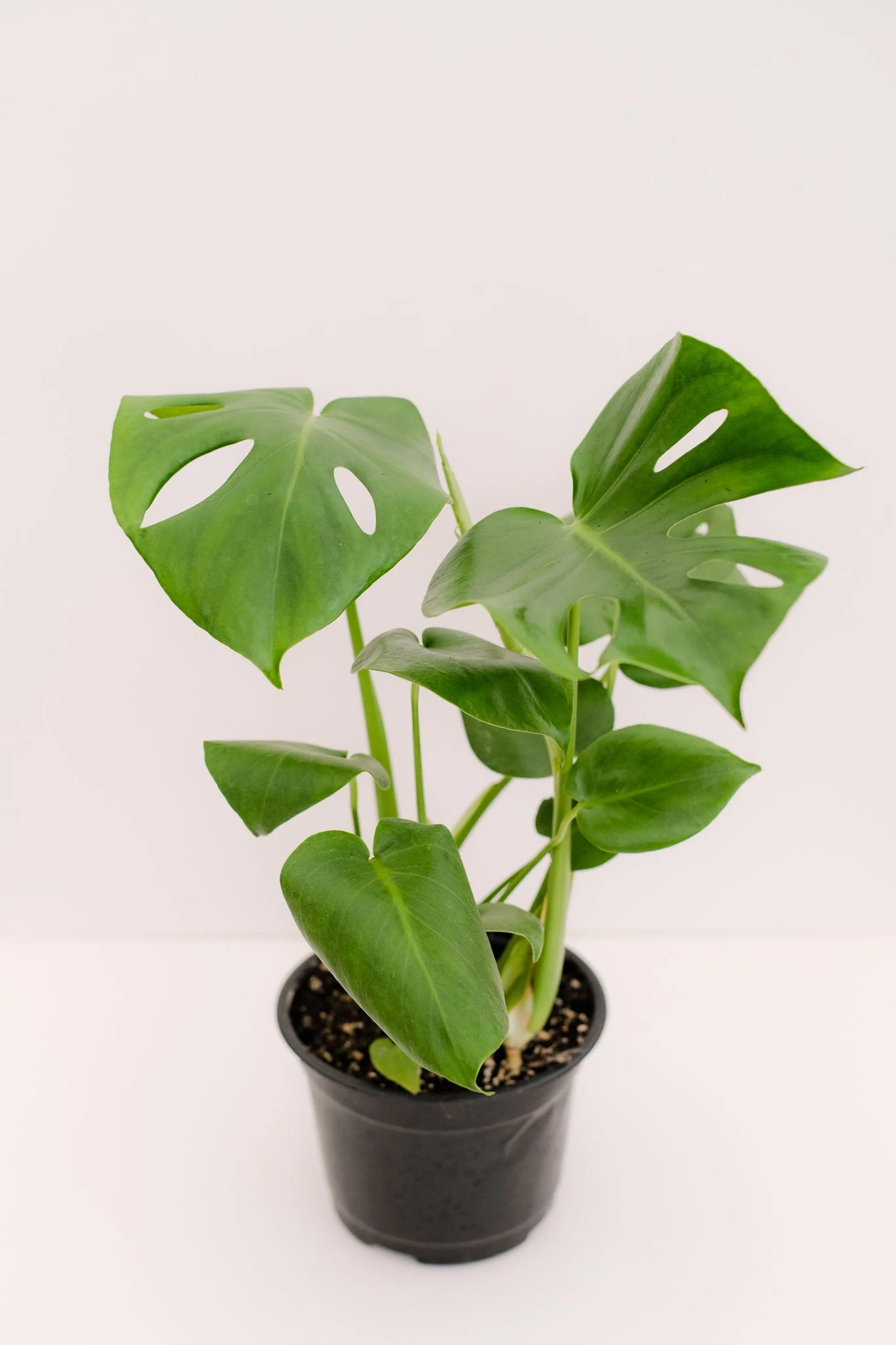 Monstera Deliciosa Split Leaf - Image 2