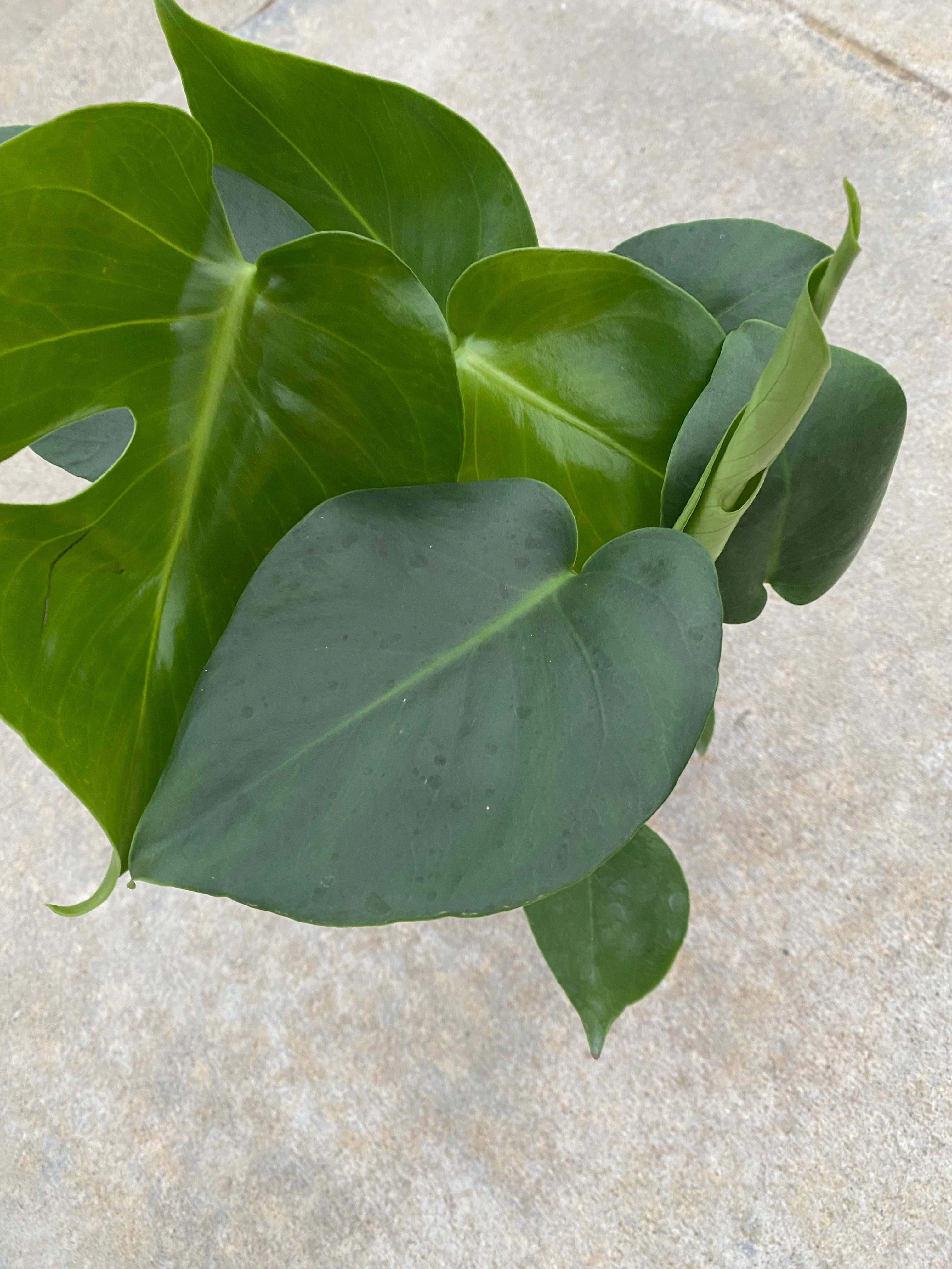 Monstera Deliciosa Split Leaf - Image 3