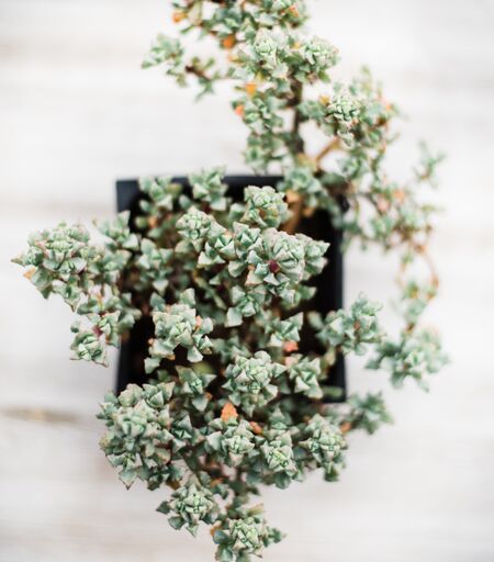 Oscularia Deltoides ( Pink Ice Plant ) - Image 2