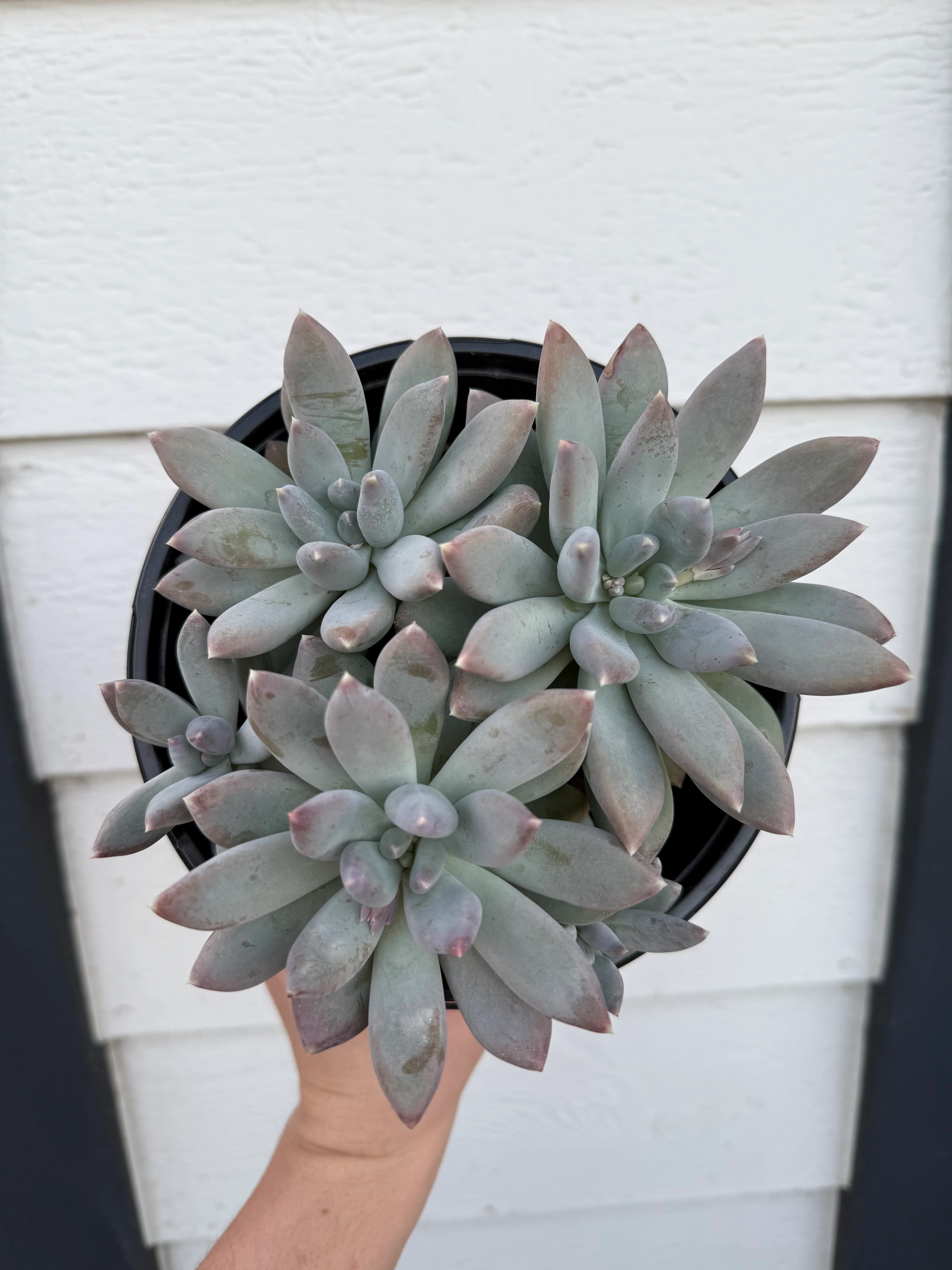 Pachyphytum Moonsilver