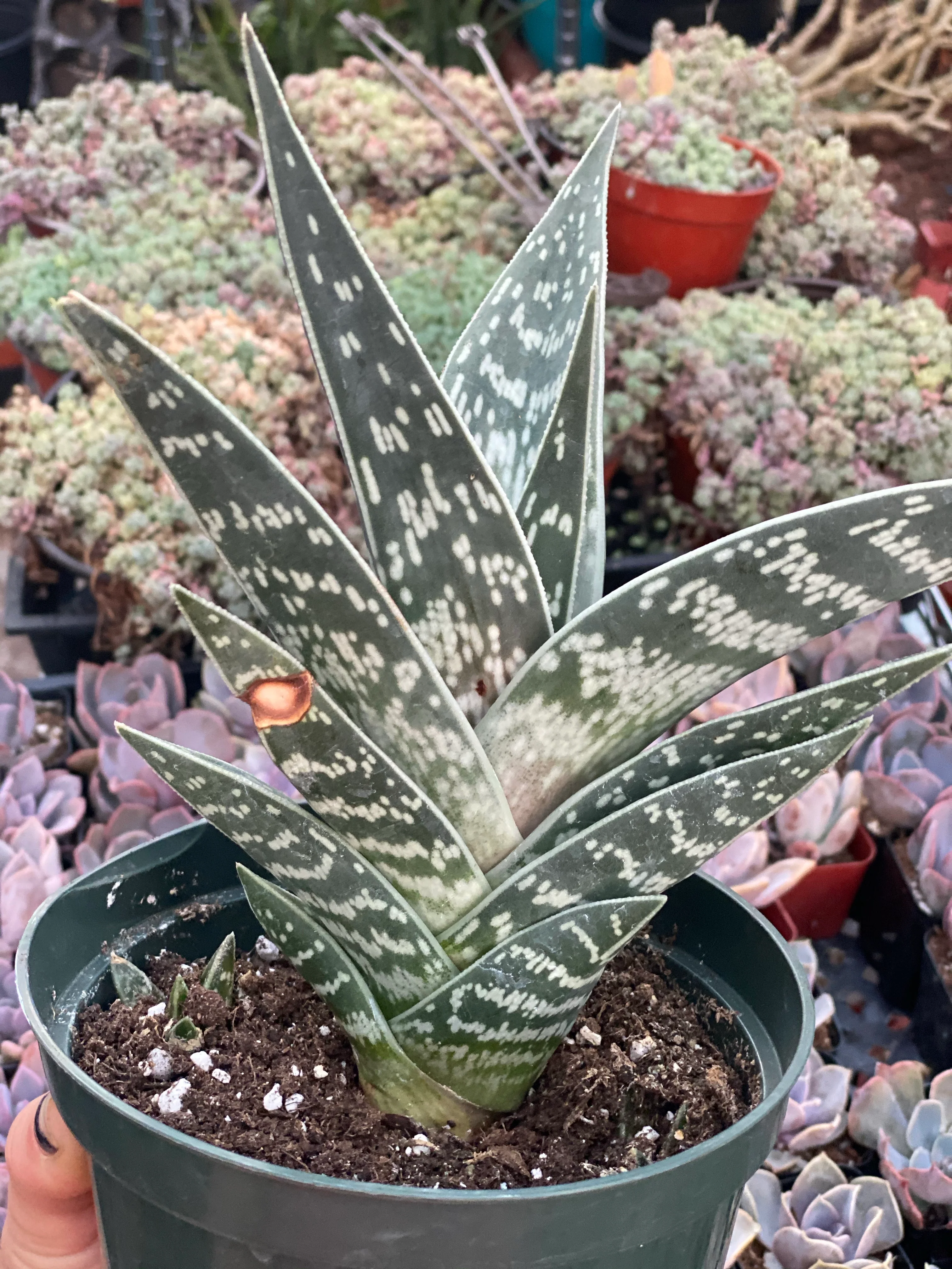 Aloe ‘Partridge Breast’ - Image 3