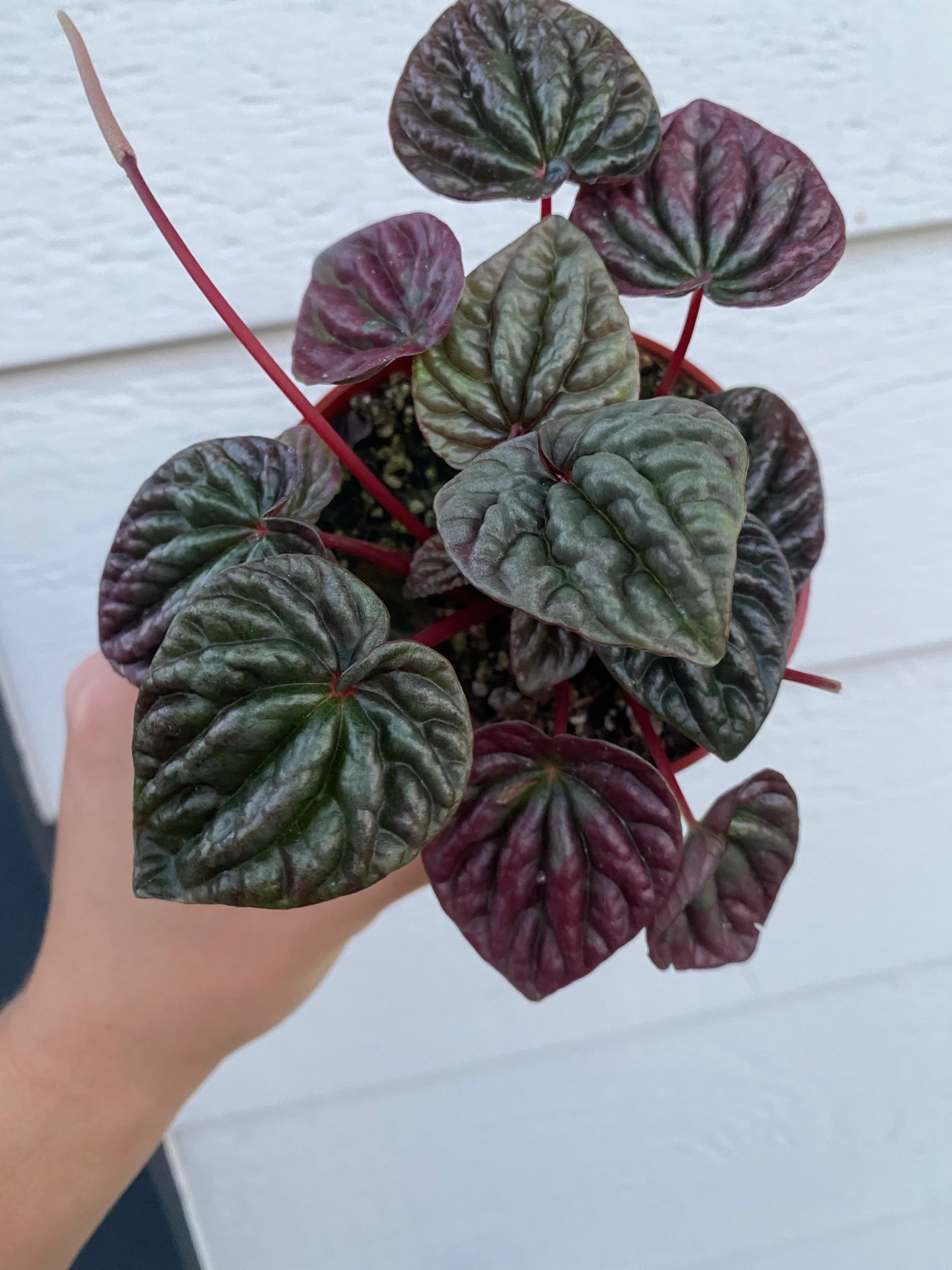 Peperomia Caperata 'Schumi Red' - Image 4