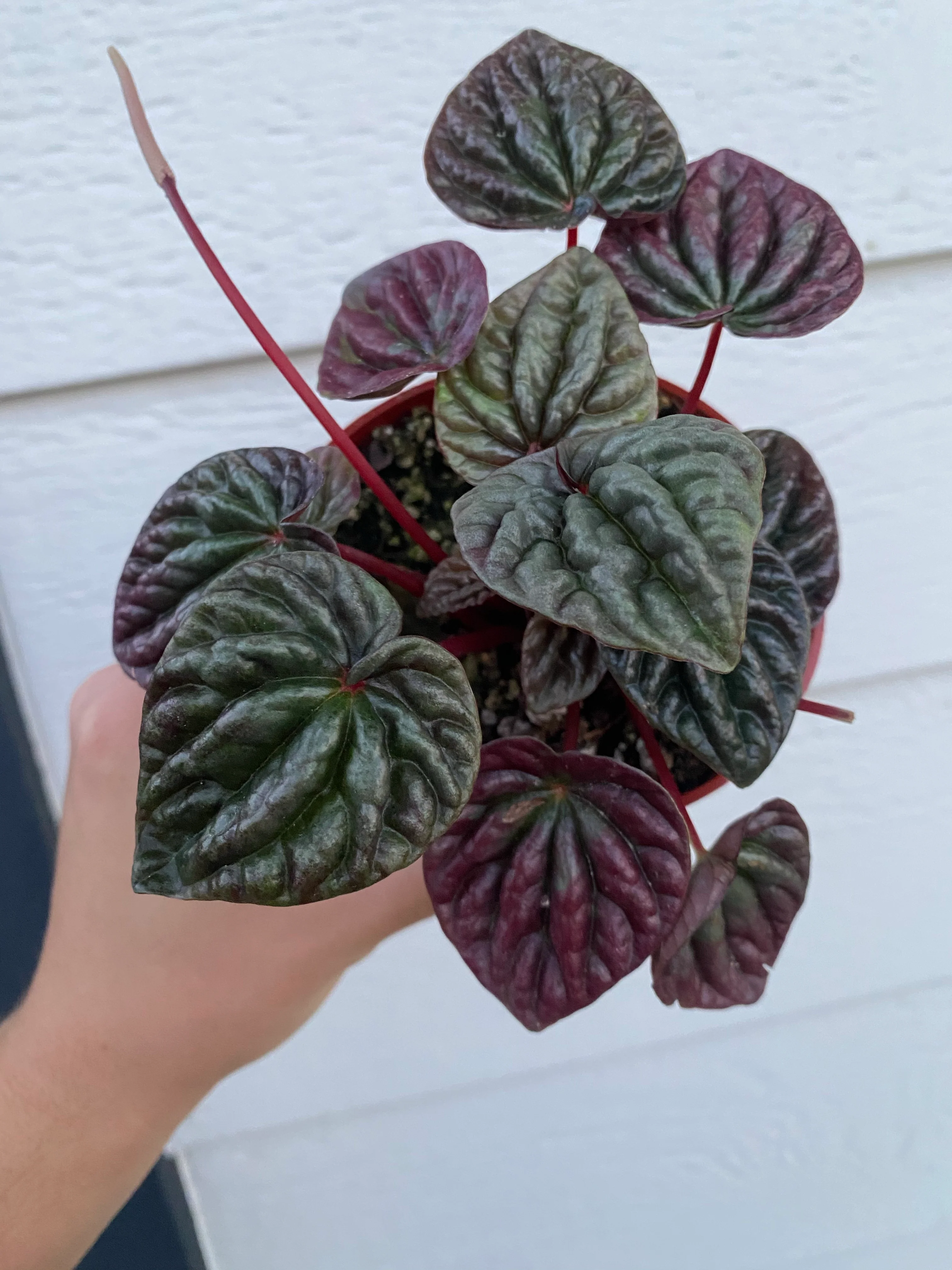 Peperomia Caperata 'Schumi Red' - Image 5