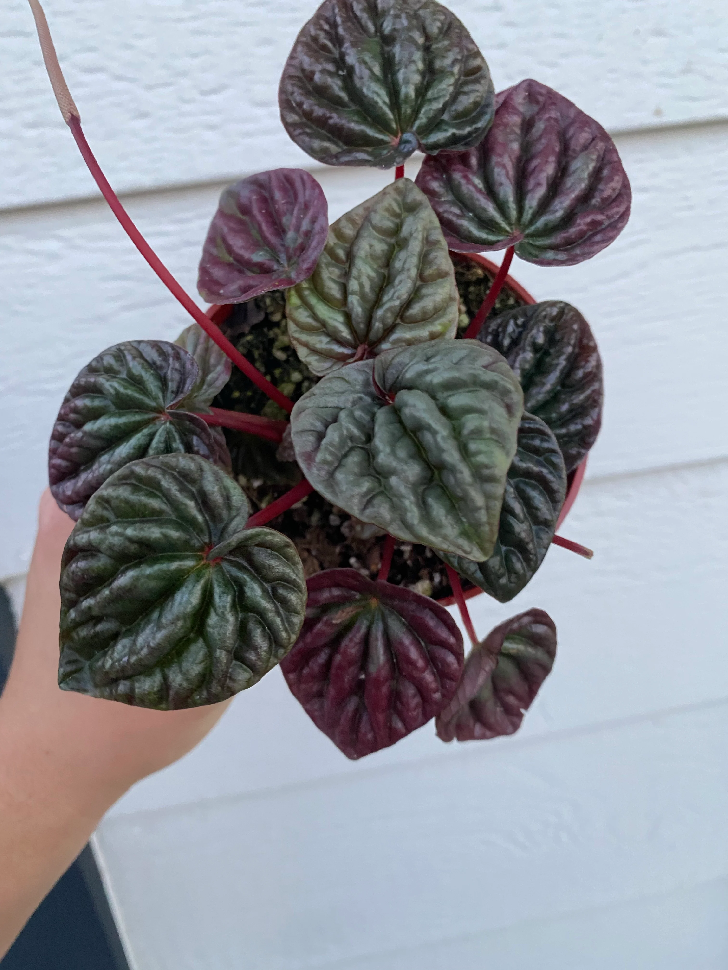Peperomia Caperata 'Schumi Red' - Image 6