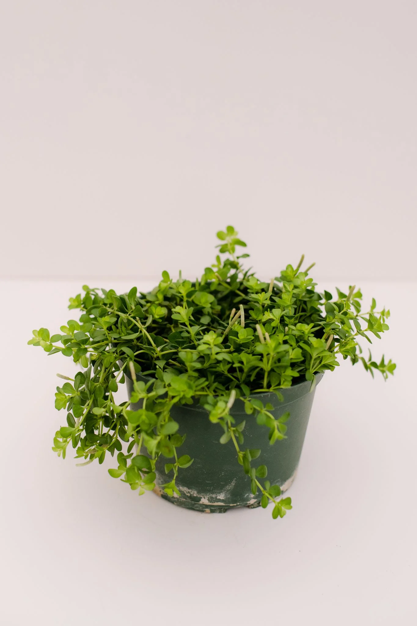 Peperomia Deppeana - Image 3