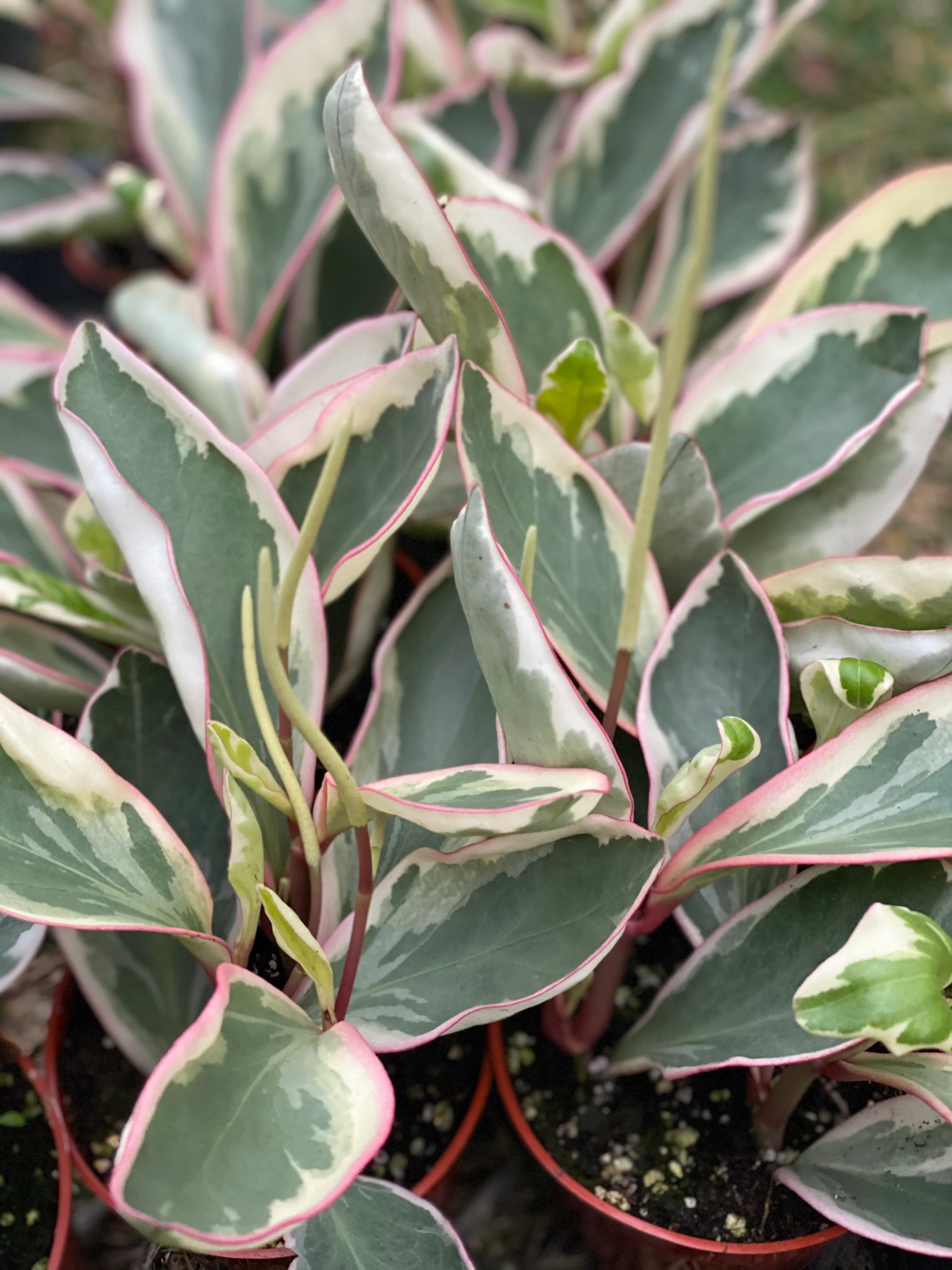 Peperomia Ginny Rainbow Tricolor - Image 4
