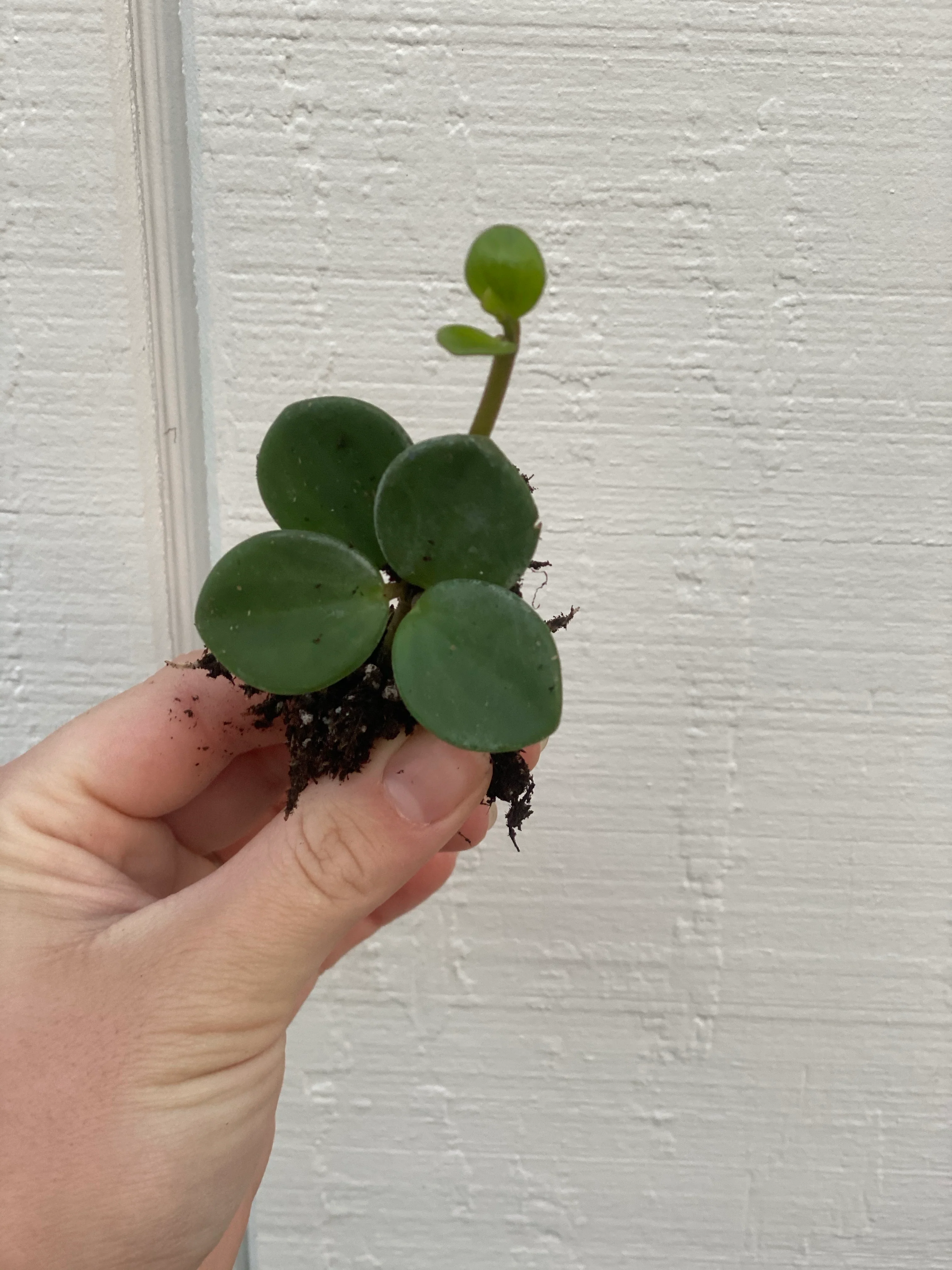 Peperomia Hope - Image 3