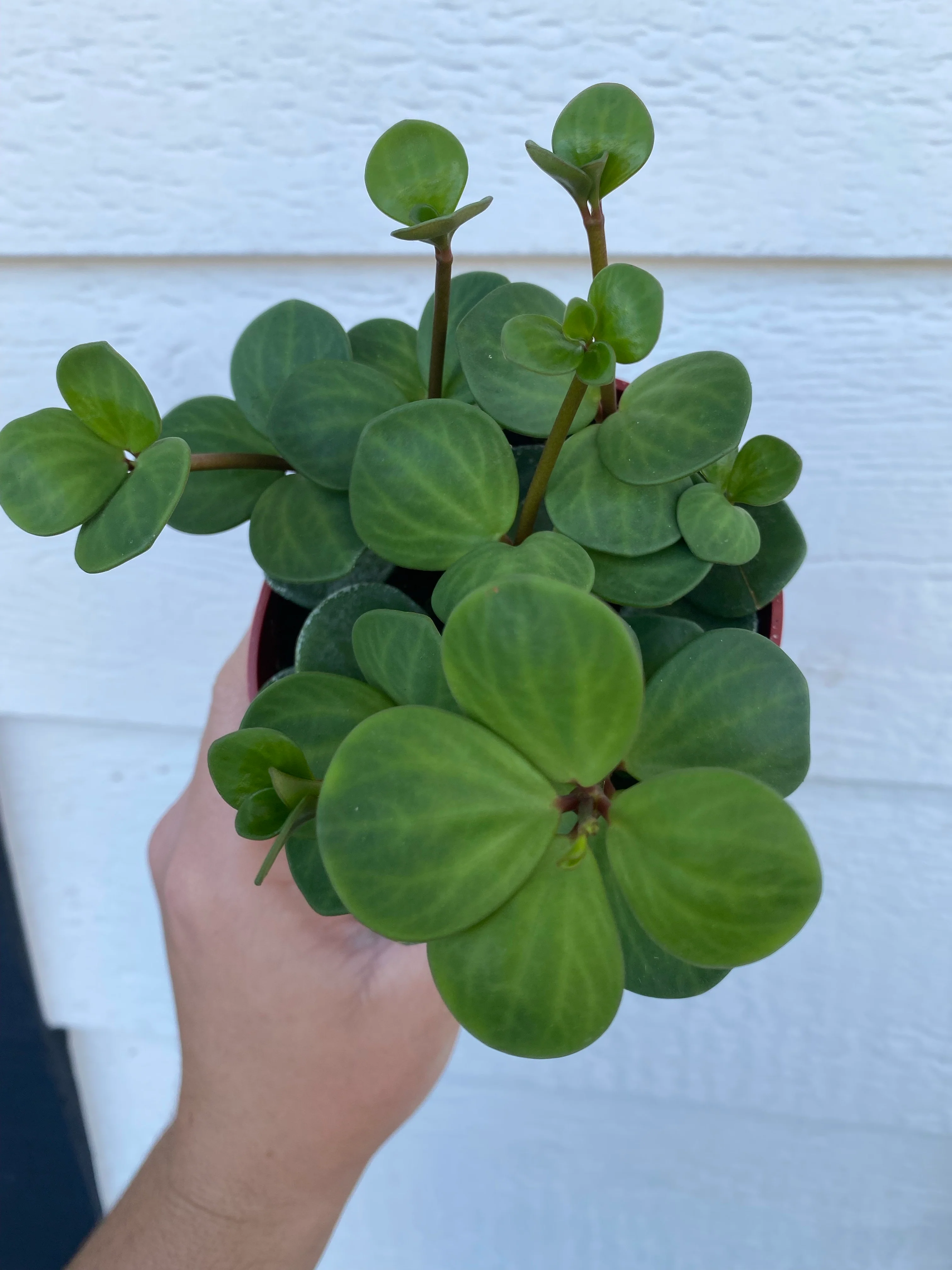 Peperomia Hope - Image 4