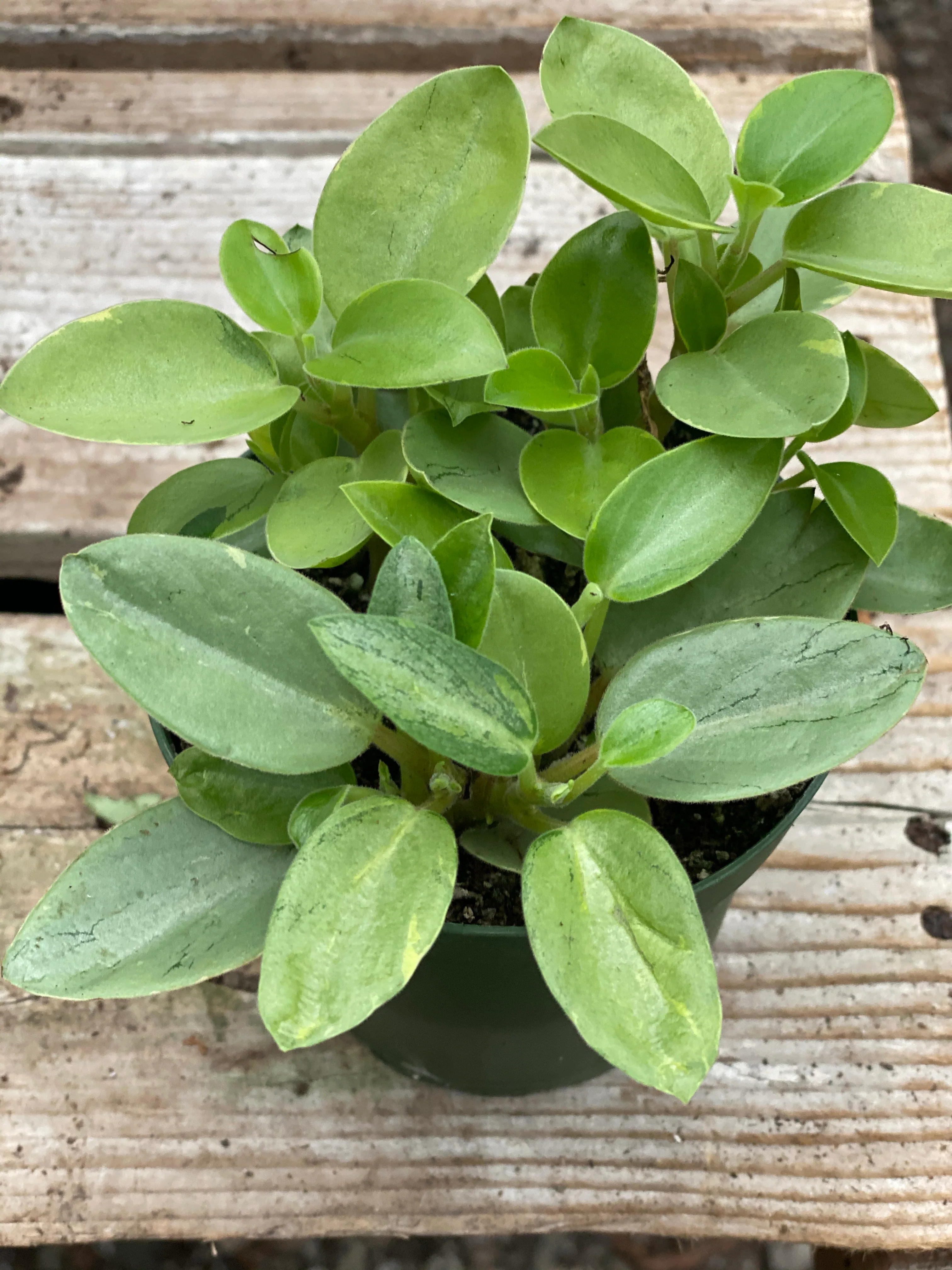Peperomia Pixie Variegated - Image 5