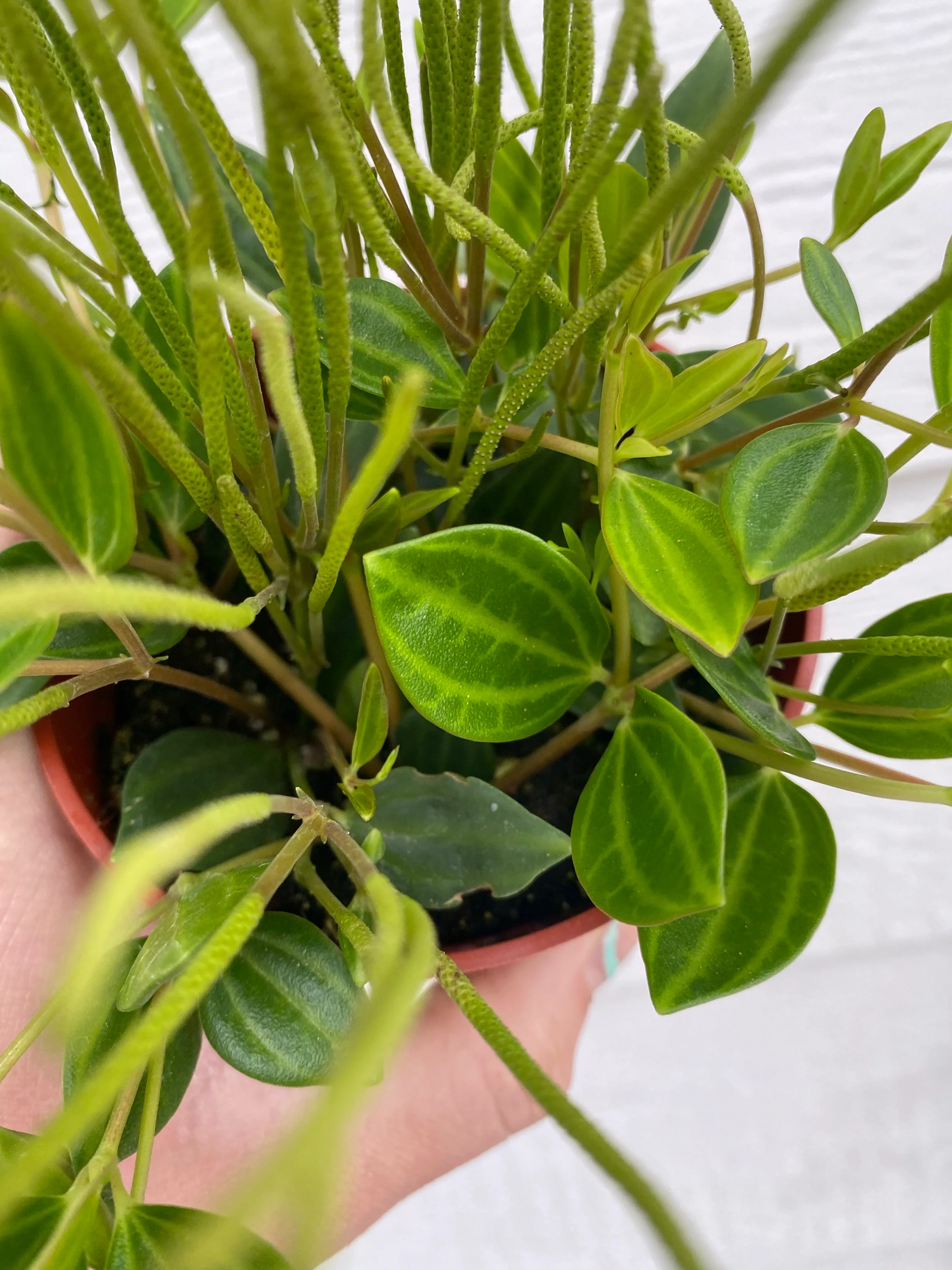 Peperomia Quadrangularis 'Beetle' - Image 3