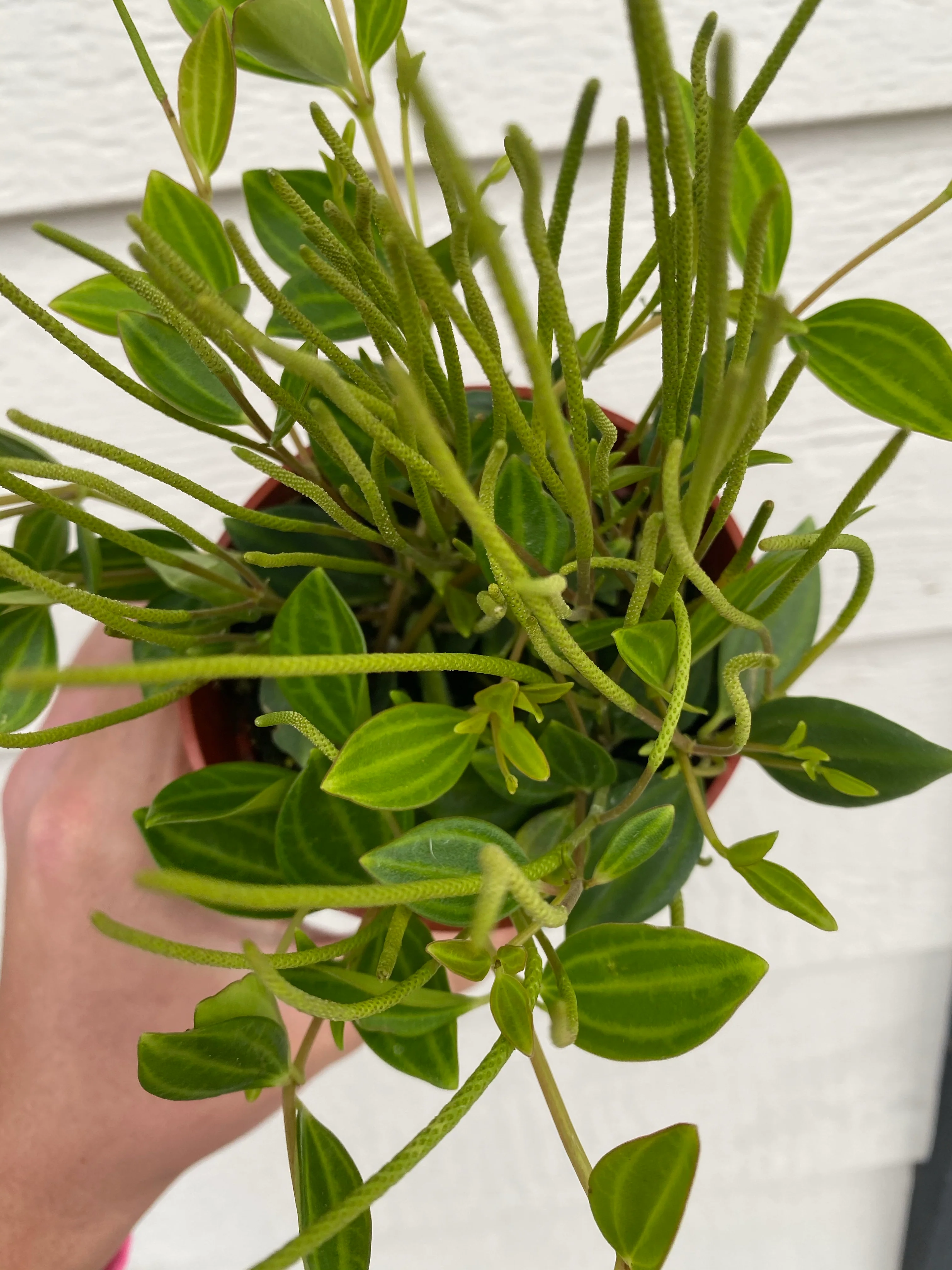 Peperomia Quadrangularis 'Beetle' - Image 4
