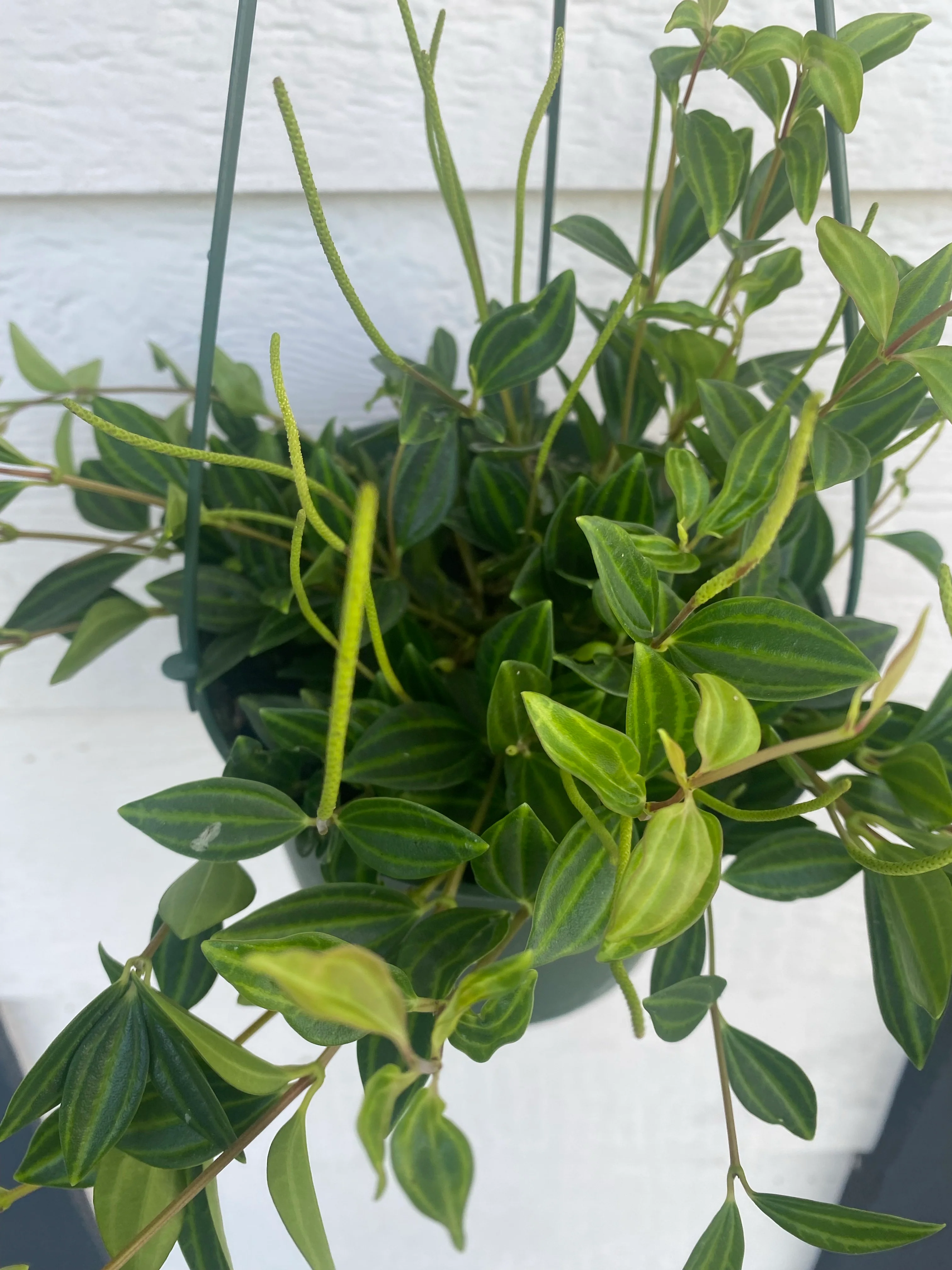 Peperomia Quadrangularis 'Beetle' - Image 5
