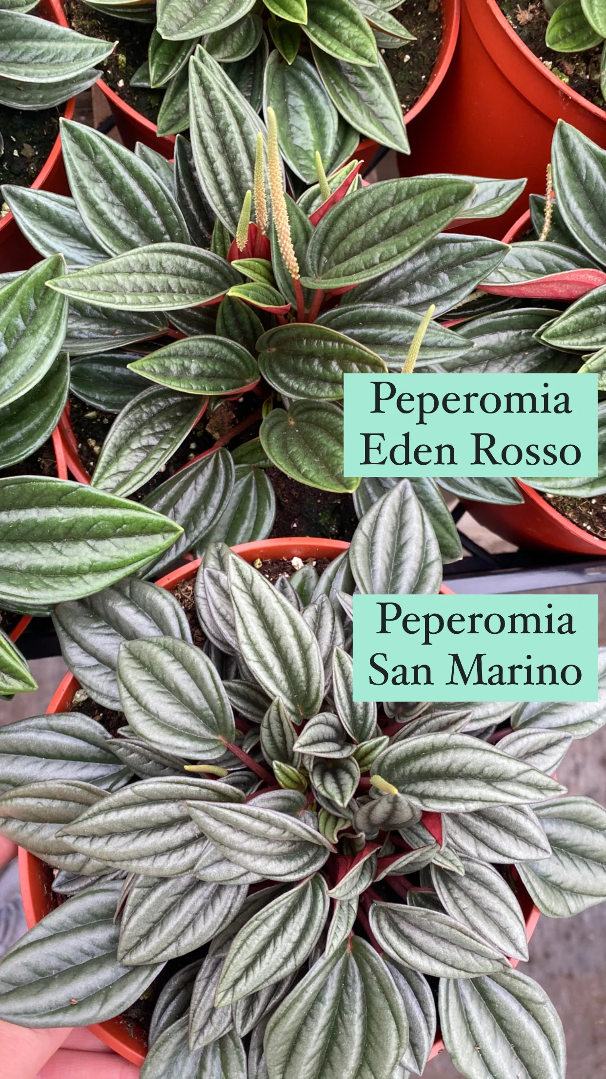 Peperomia San Marino - Image 2