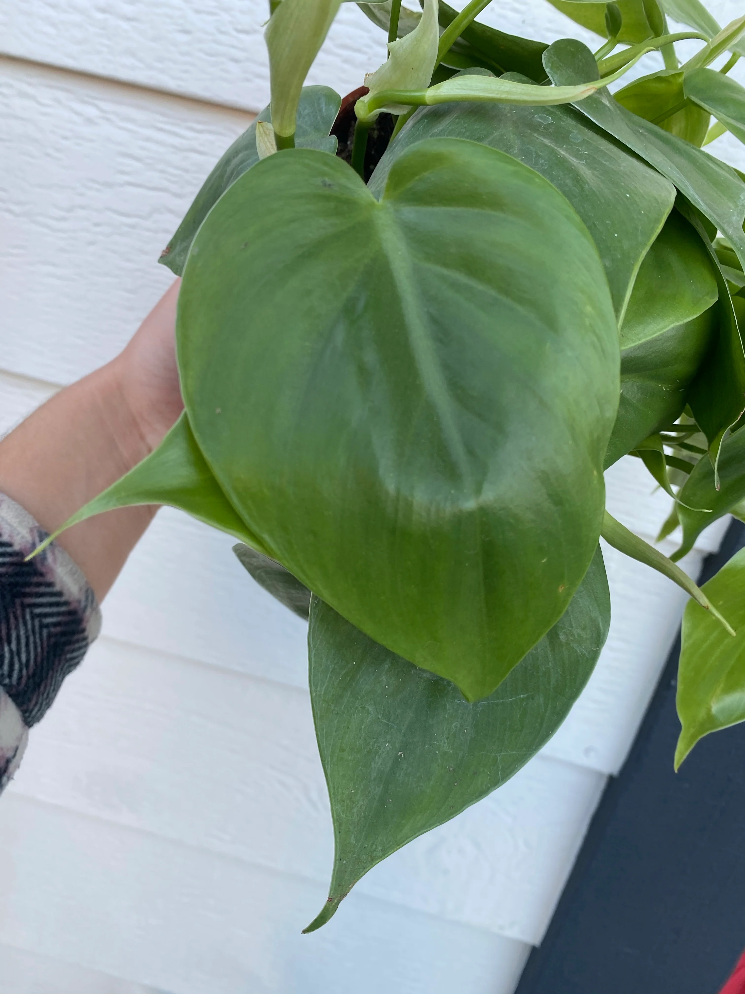 Philodendron Cordatum (Green Heart Leaf) - Image 3