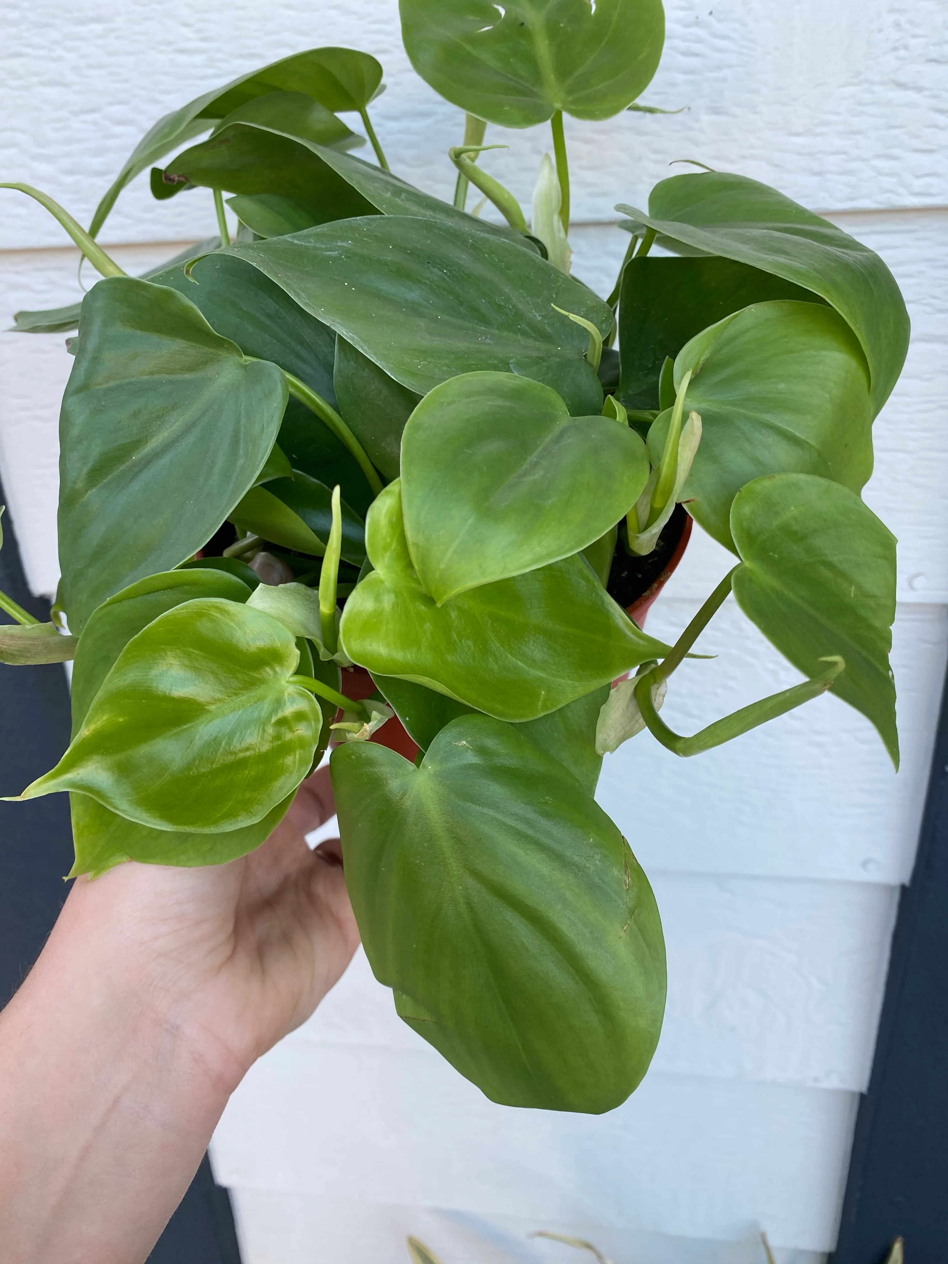 Philodendron Cordatum (Green Heart Leaf) - Image 4