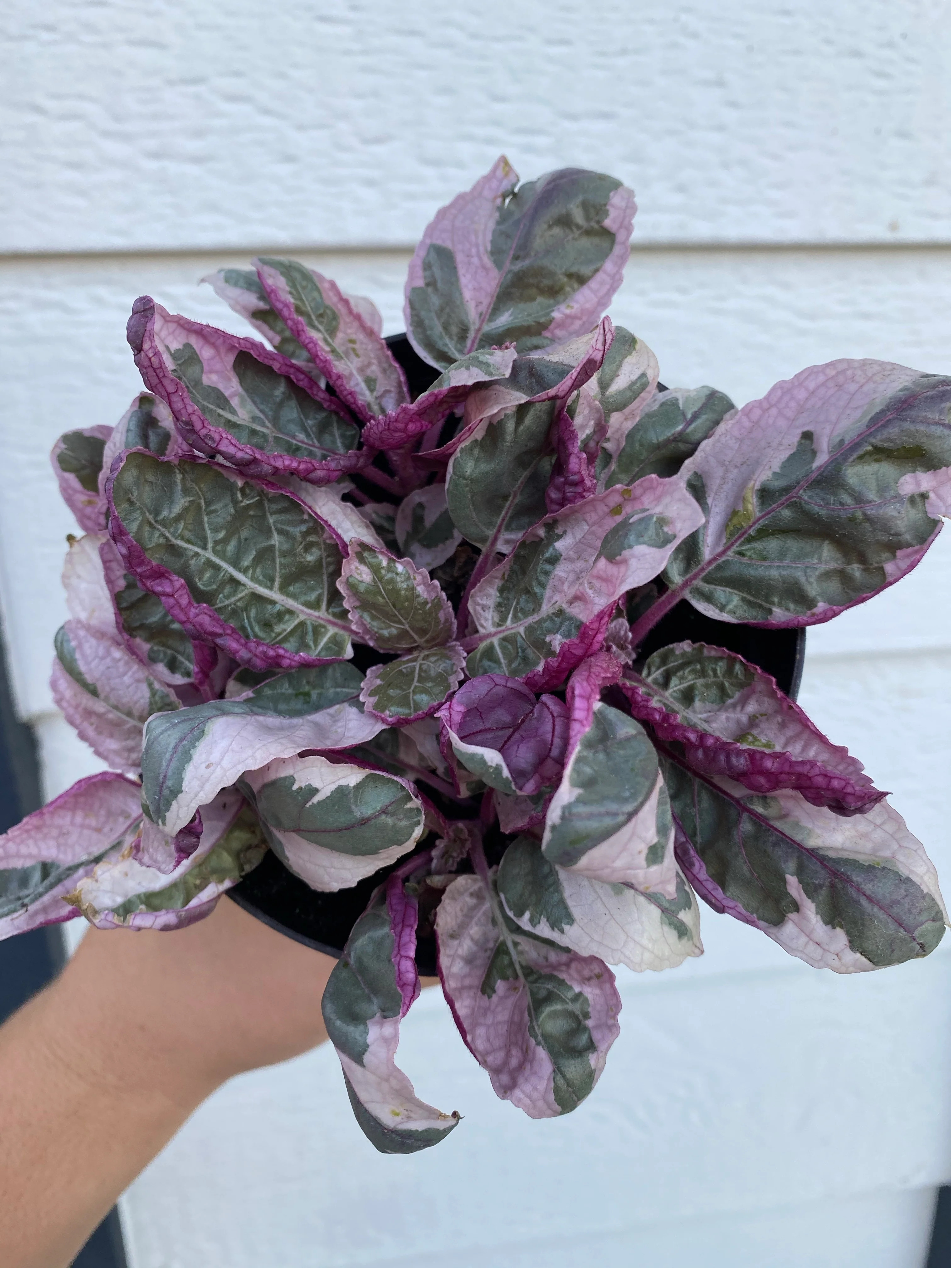 Pink Snow White Waffle Plant - Image 5