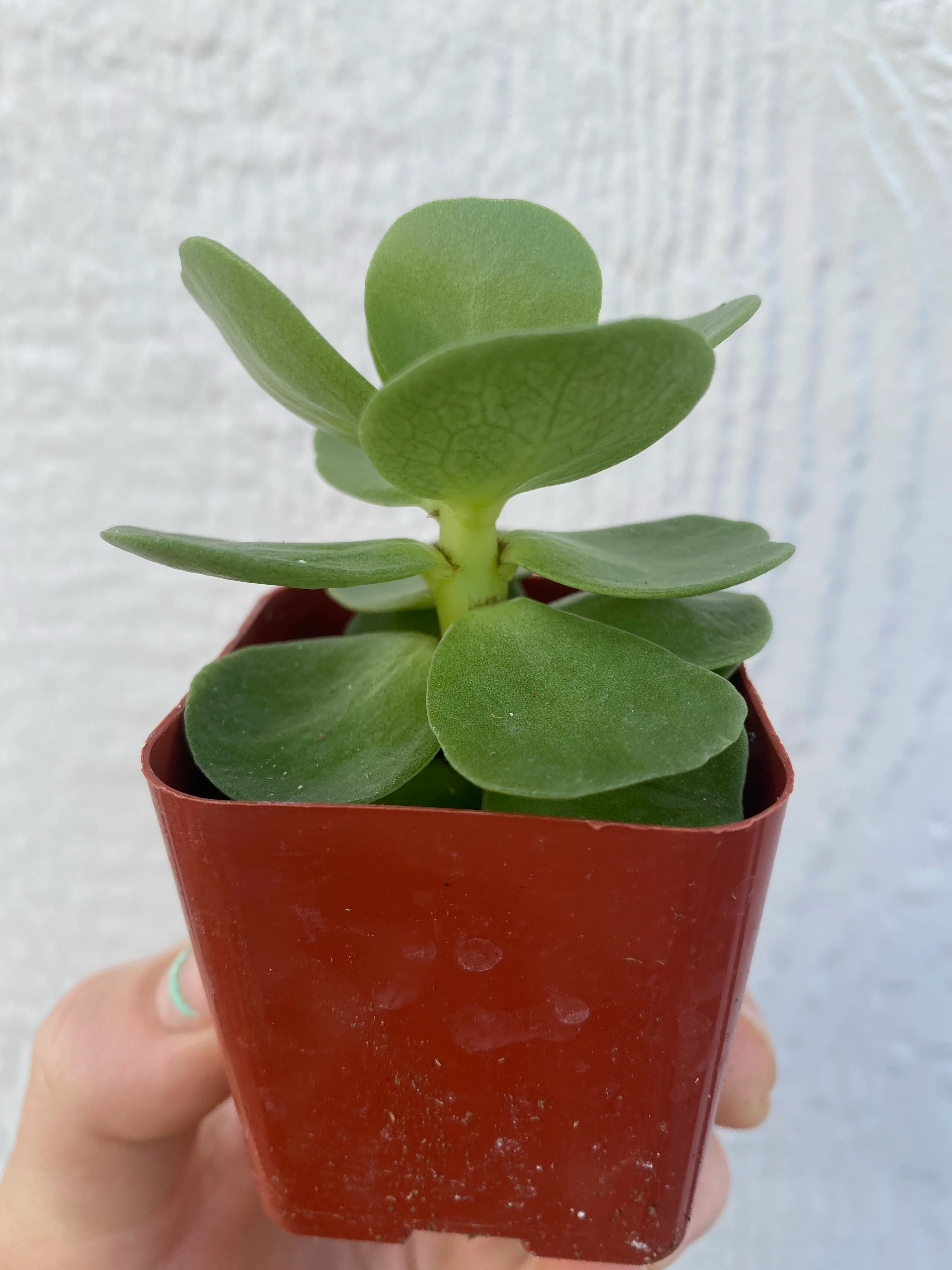Portulaca Molokiniensis - Image 4