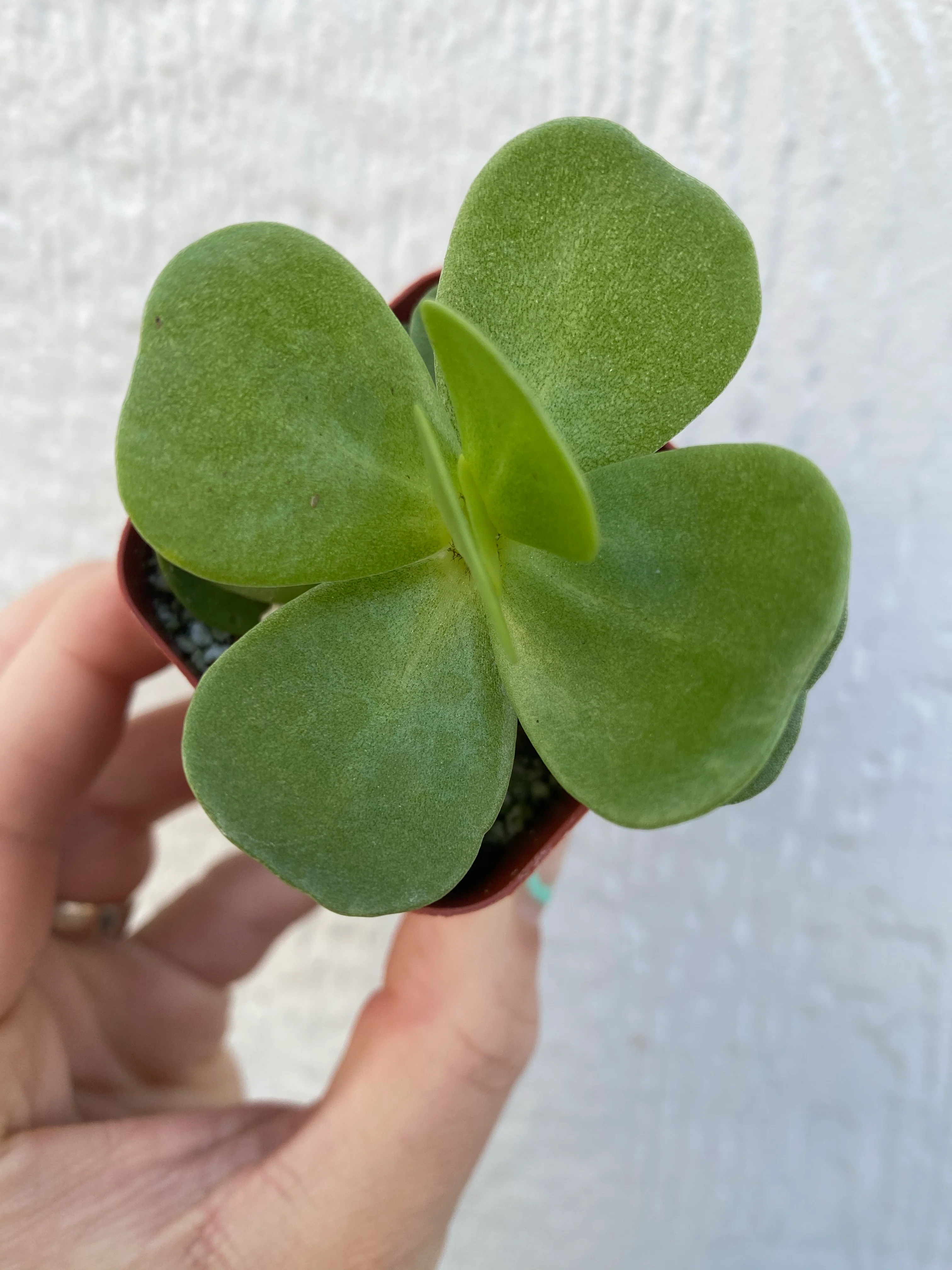Portulaca Molokiniensis - Image 5