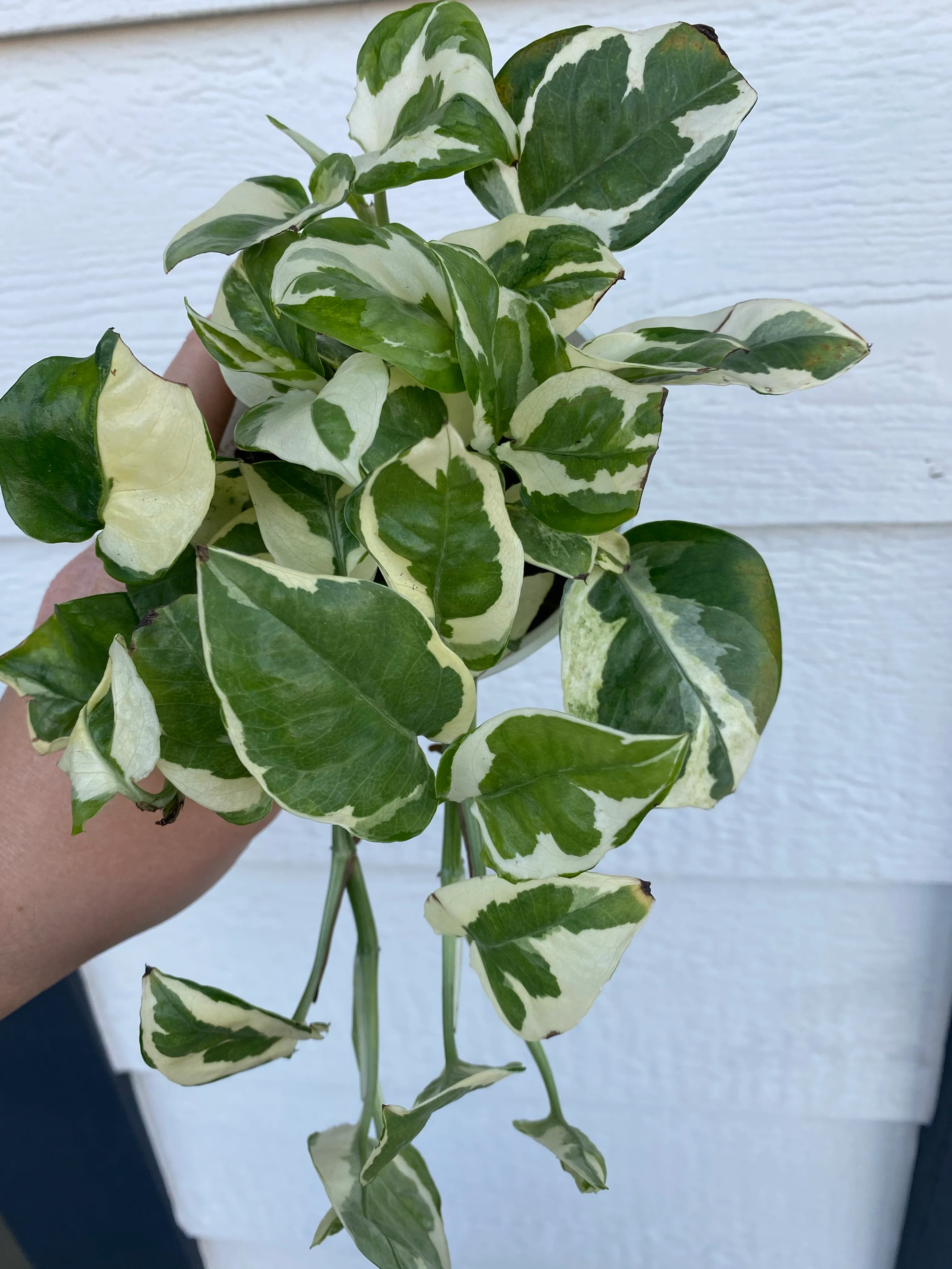 Pothos N’Joy - Image 3
