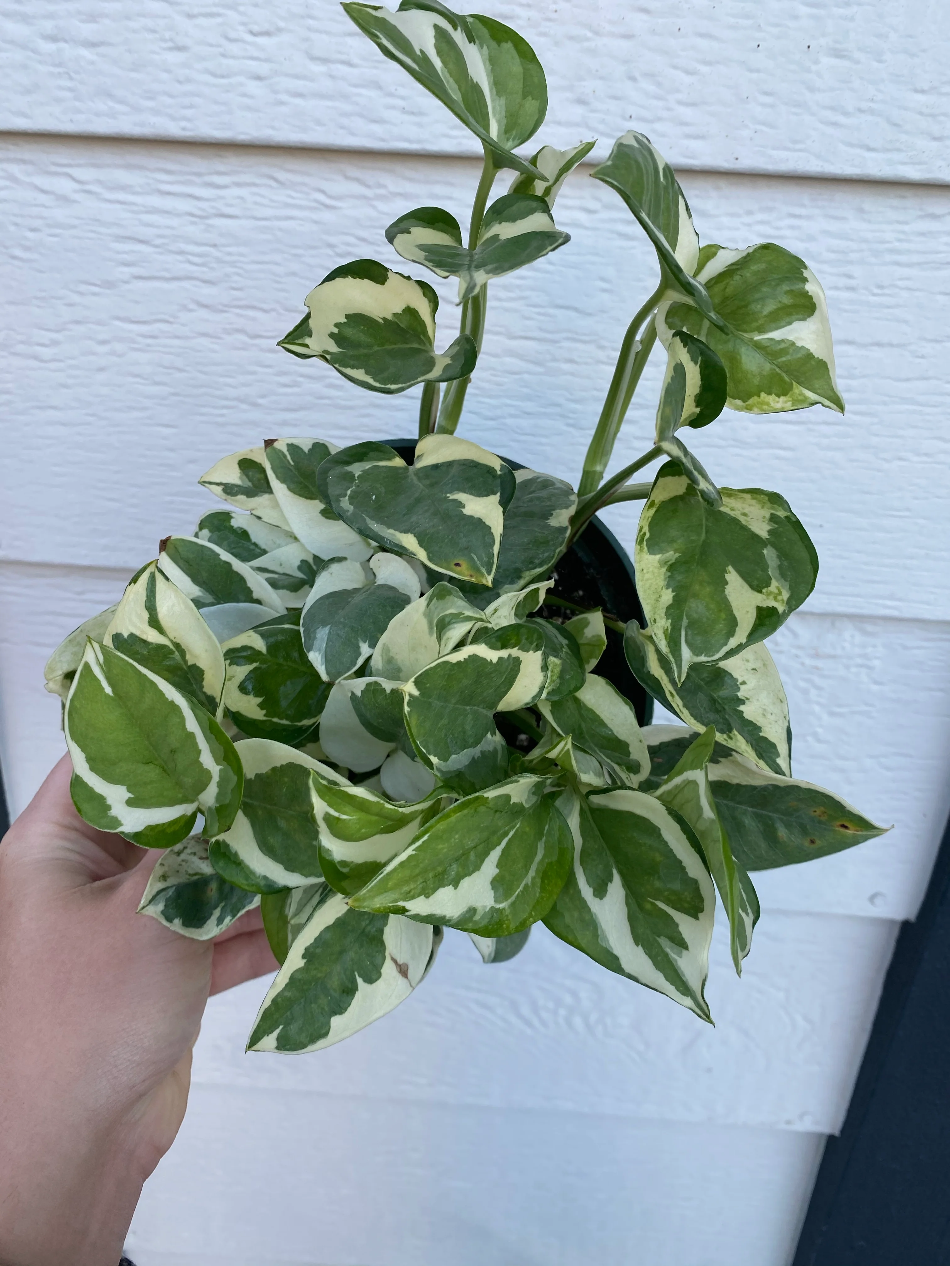 Pothos N’Joy - Image 5