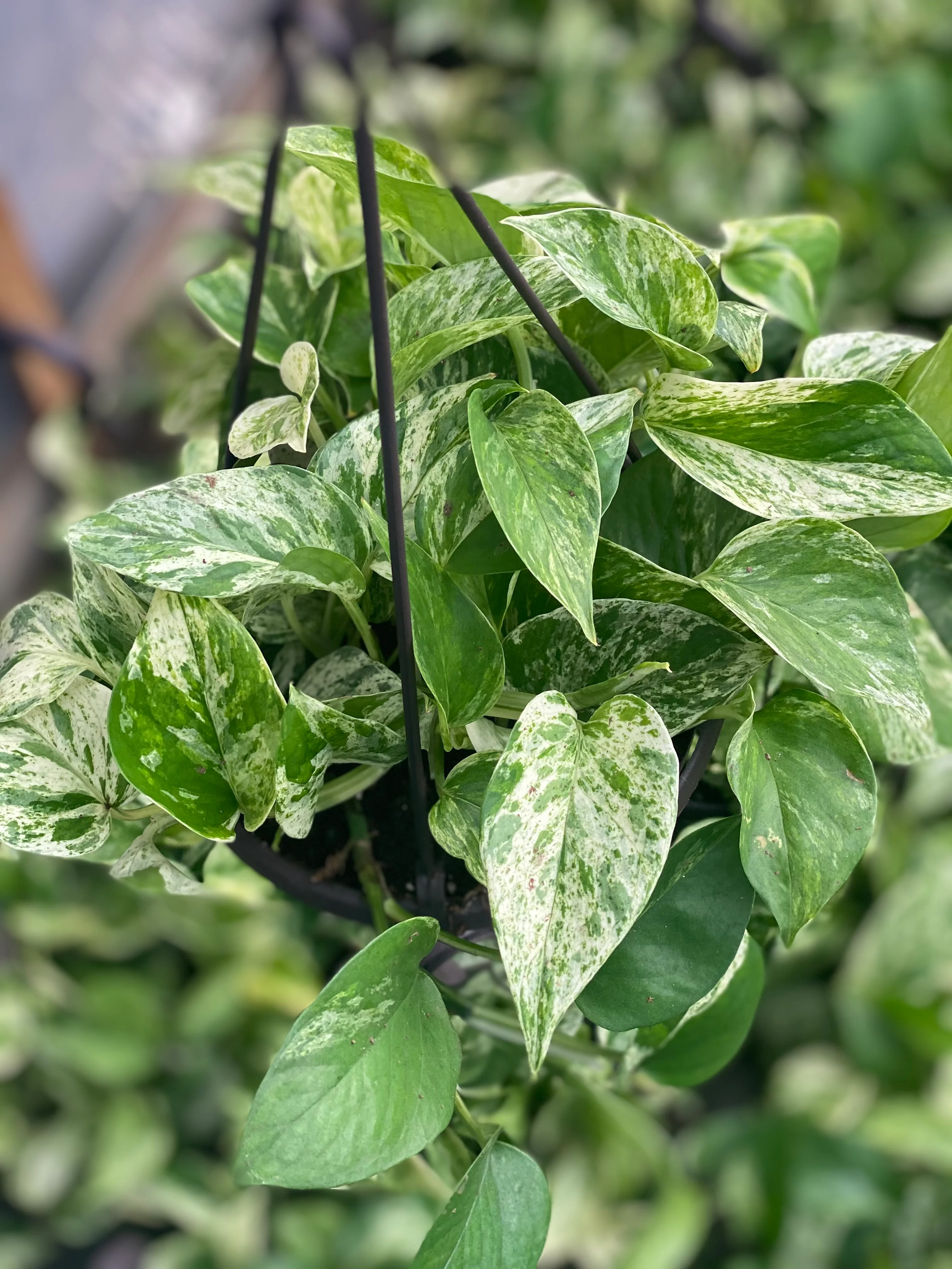 Pothos Snow Queen - Image 6