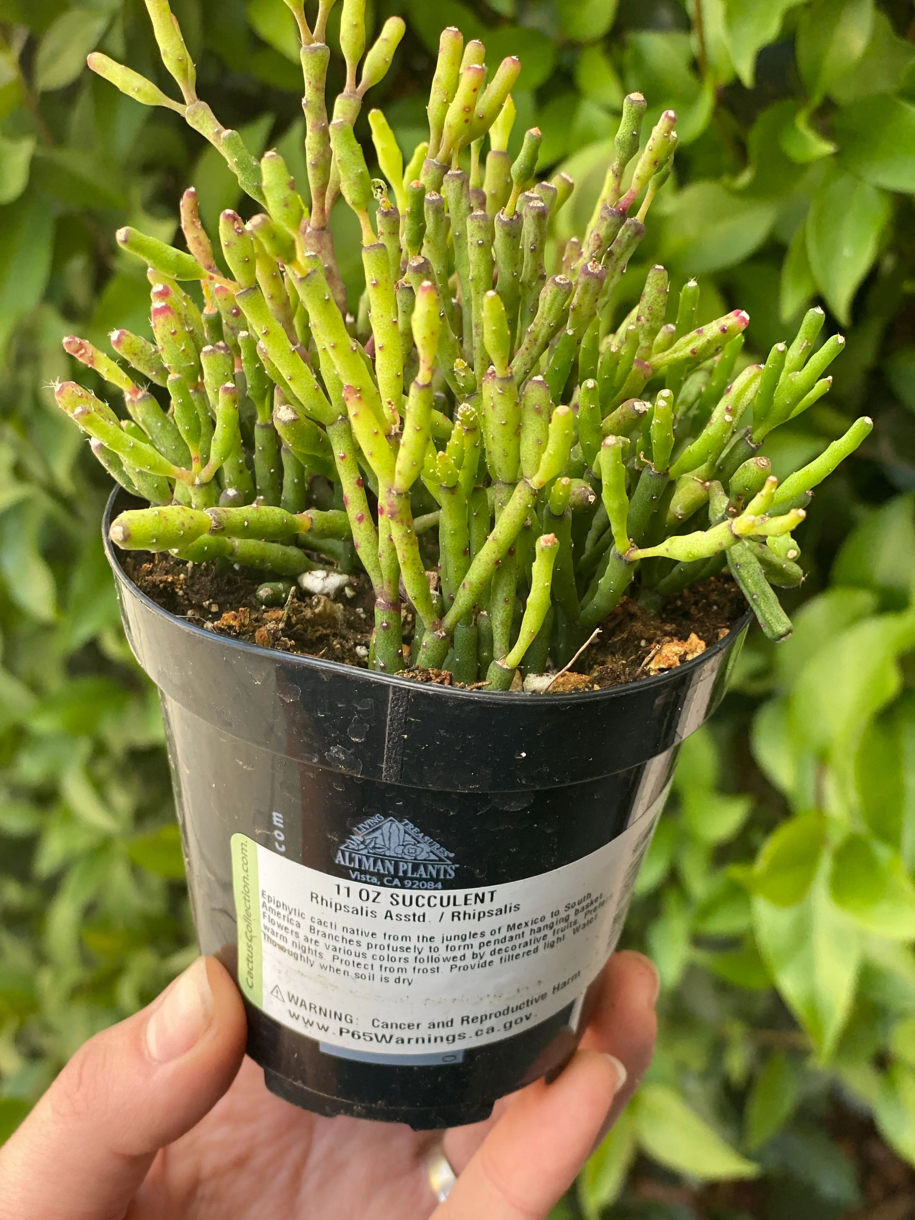 Rhipsalis - Image 3