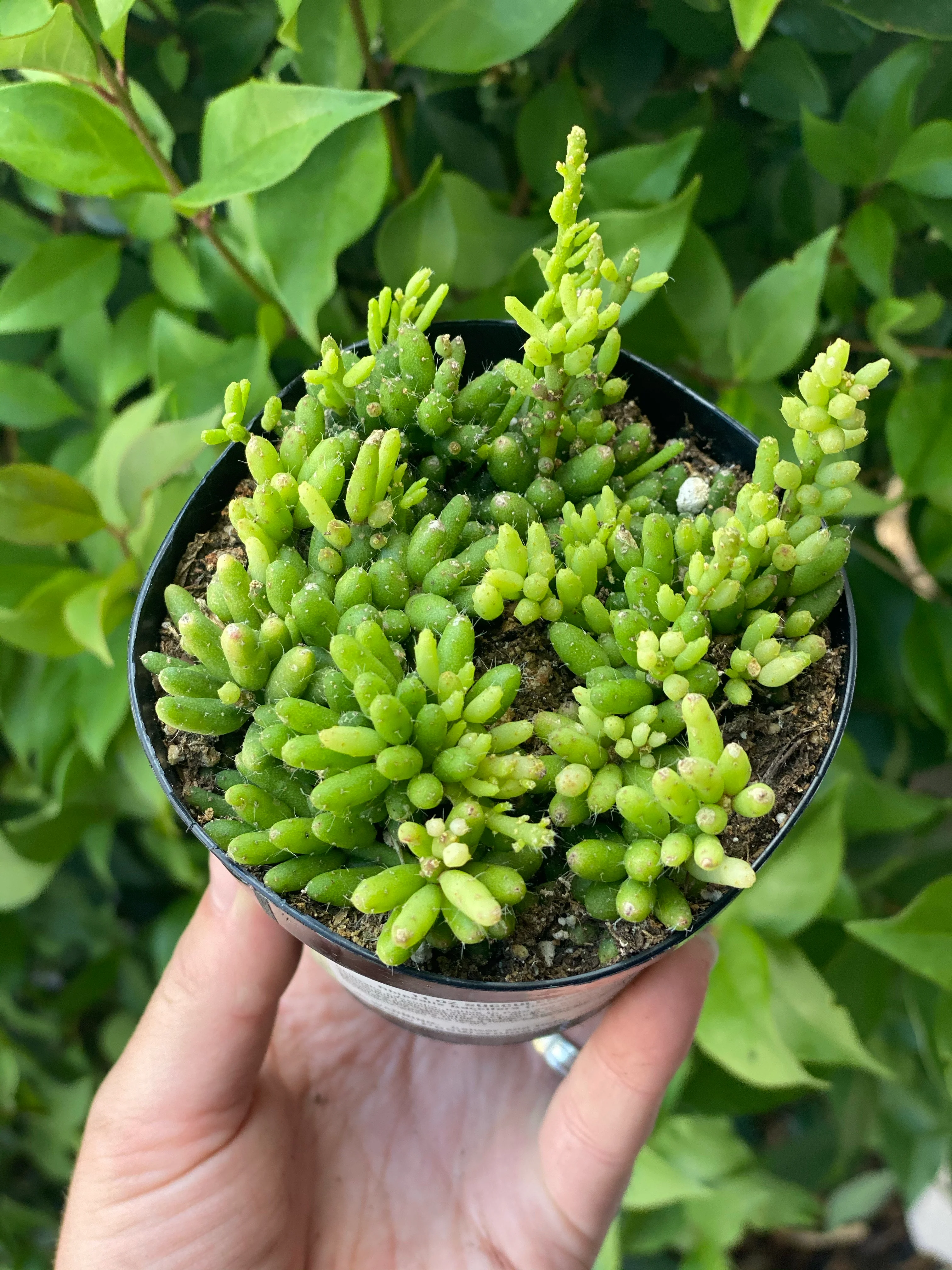 Rhipsalis Baccifera (Cassutha) - Image 3