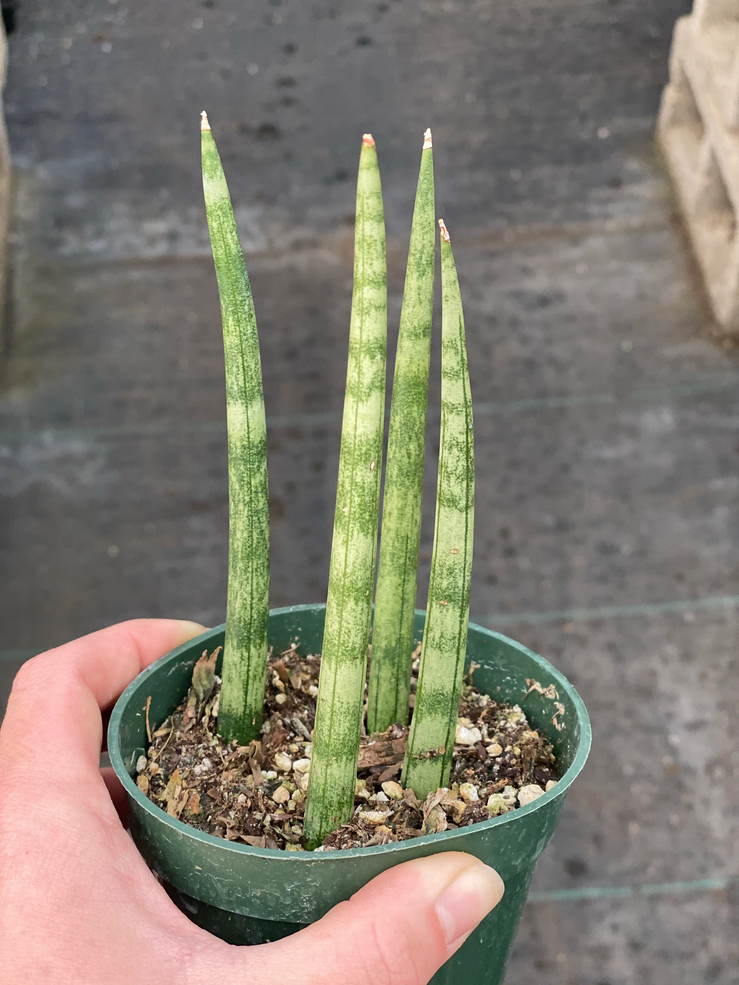 Sansevieria Cylindrical ( Dragon Fingers ) - Image 3