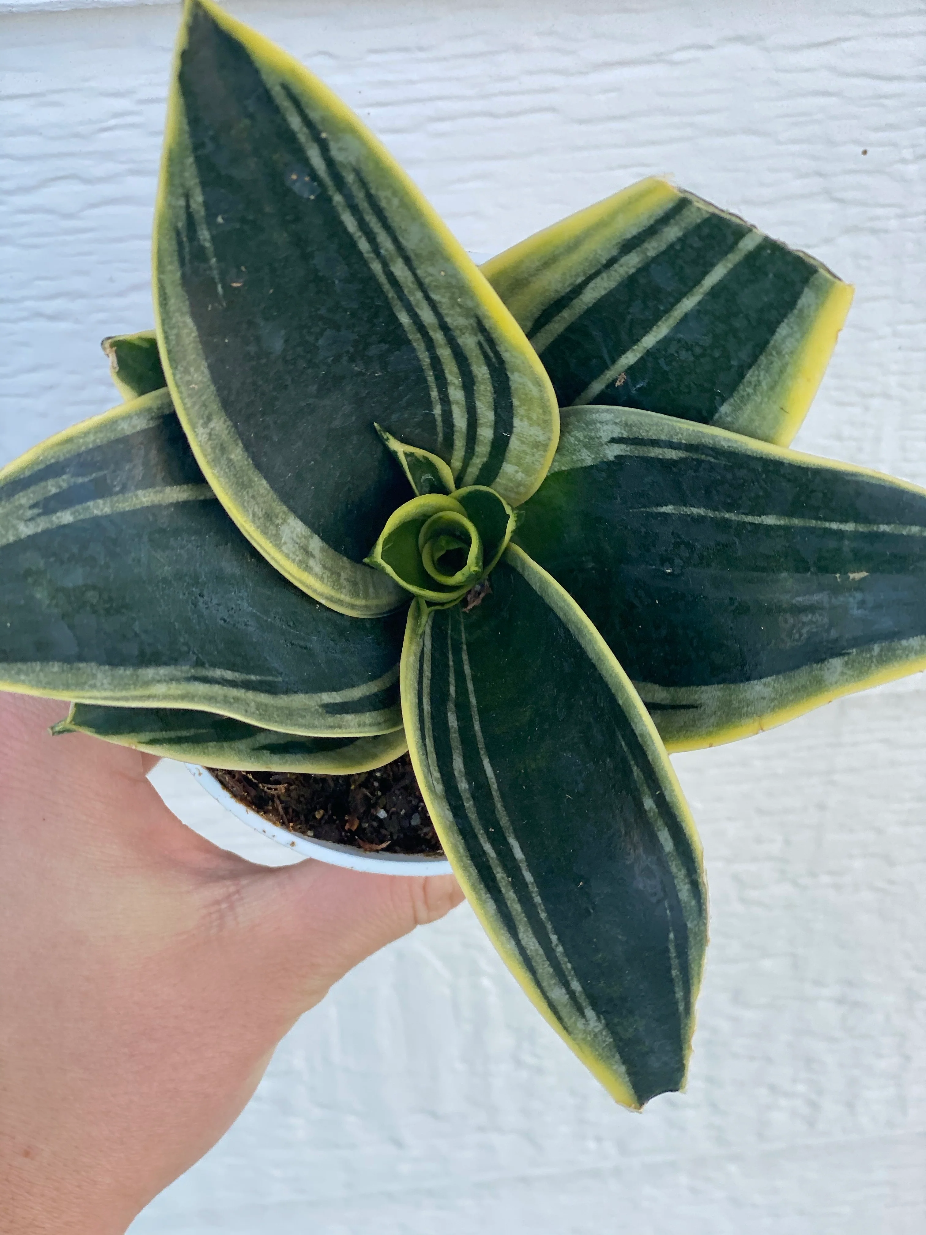 Sansevieria Hahnii Glimmering Star - Image 3
