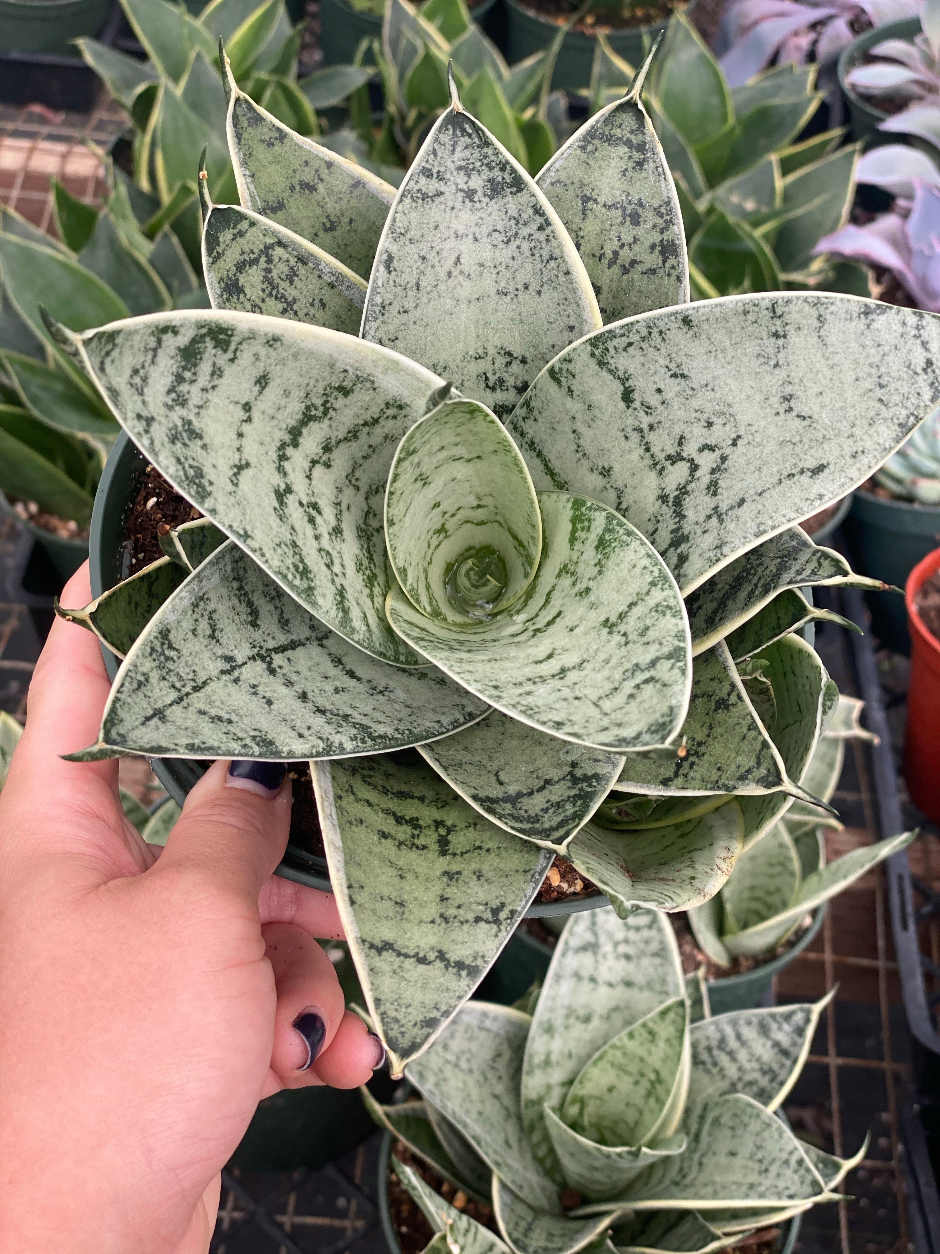 Sansevieria Hahnii Silver Star - Image 3