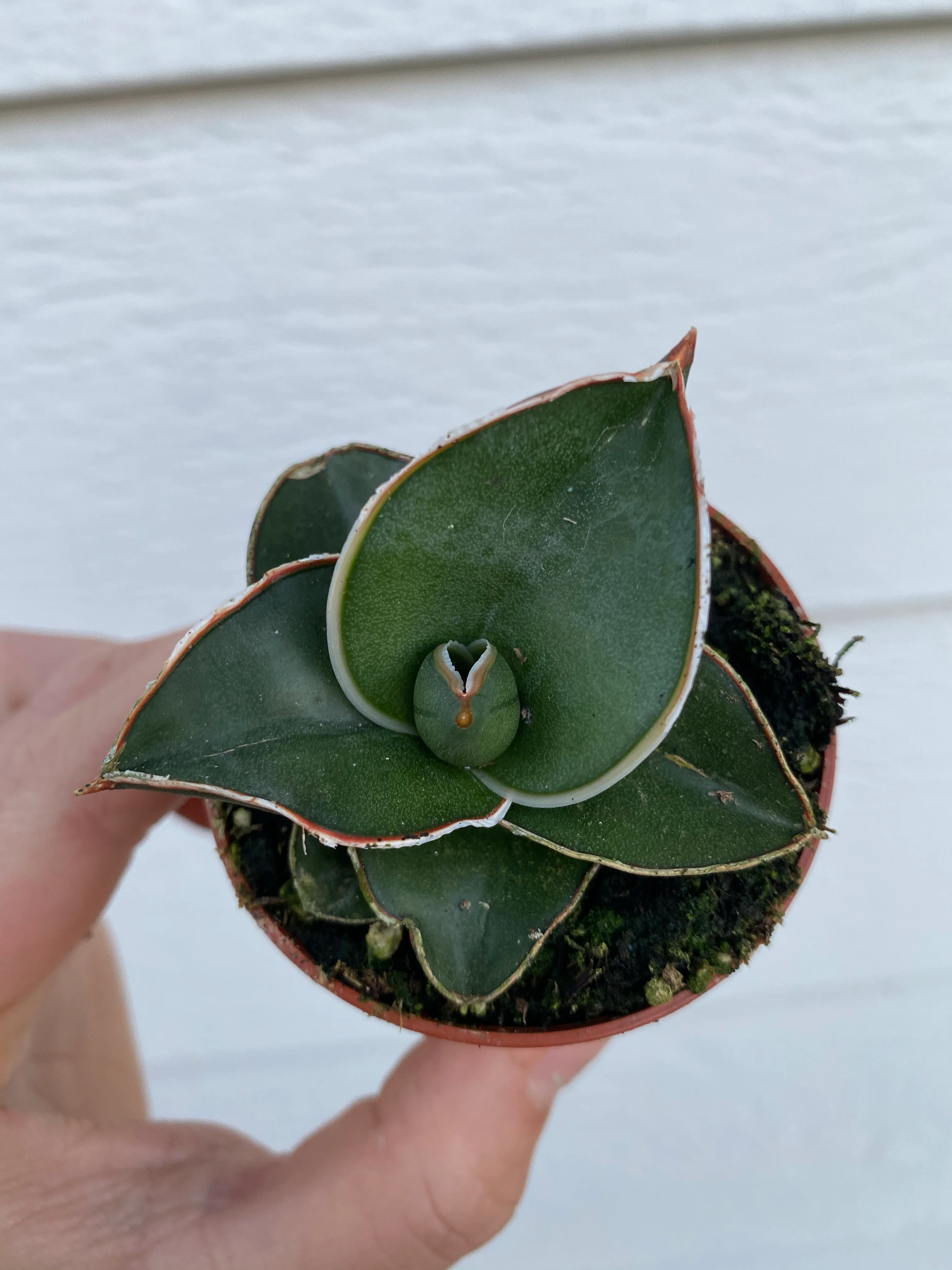 Sansevieria Samurai - Image 3