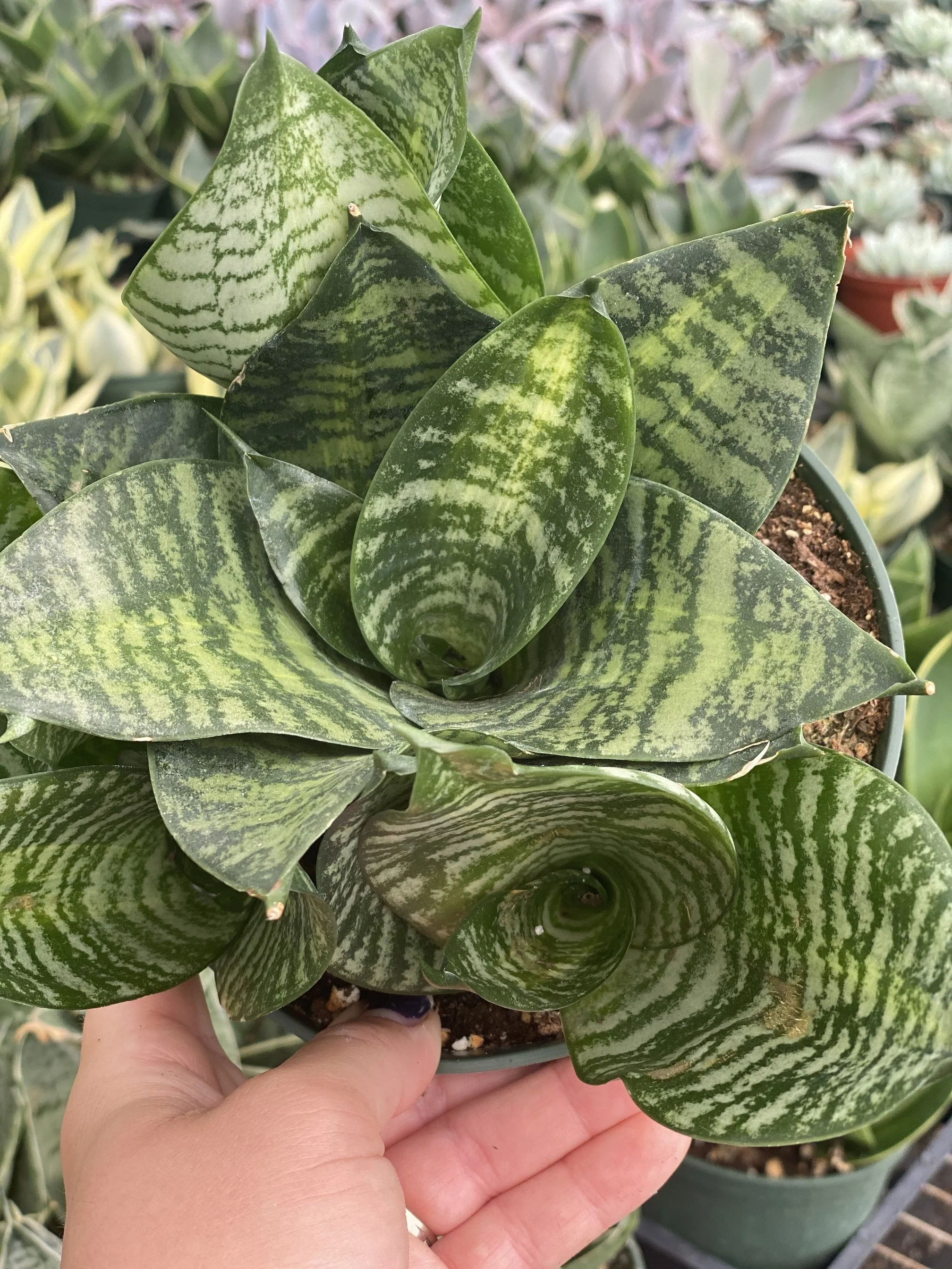 Sansevieria Tiger Star - Image 3